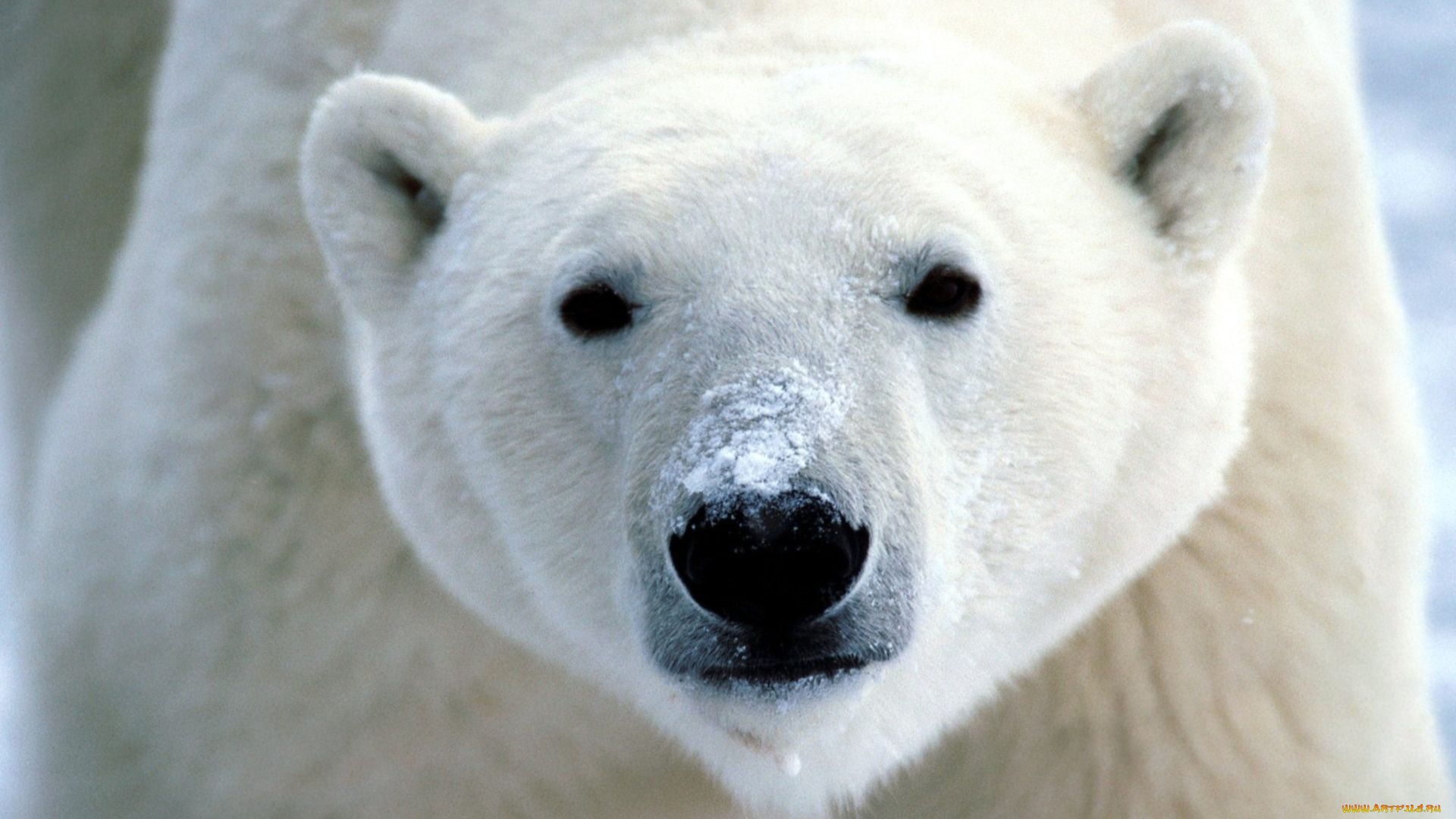 животные, медведи