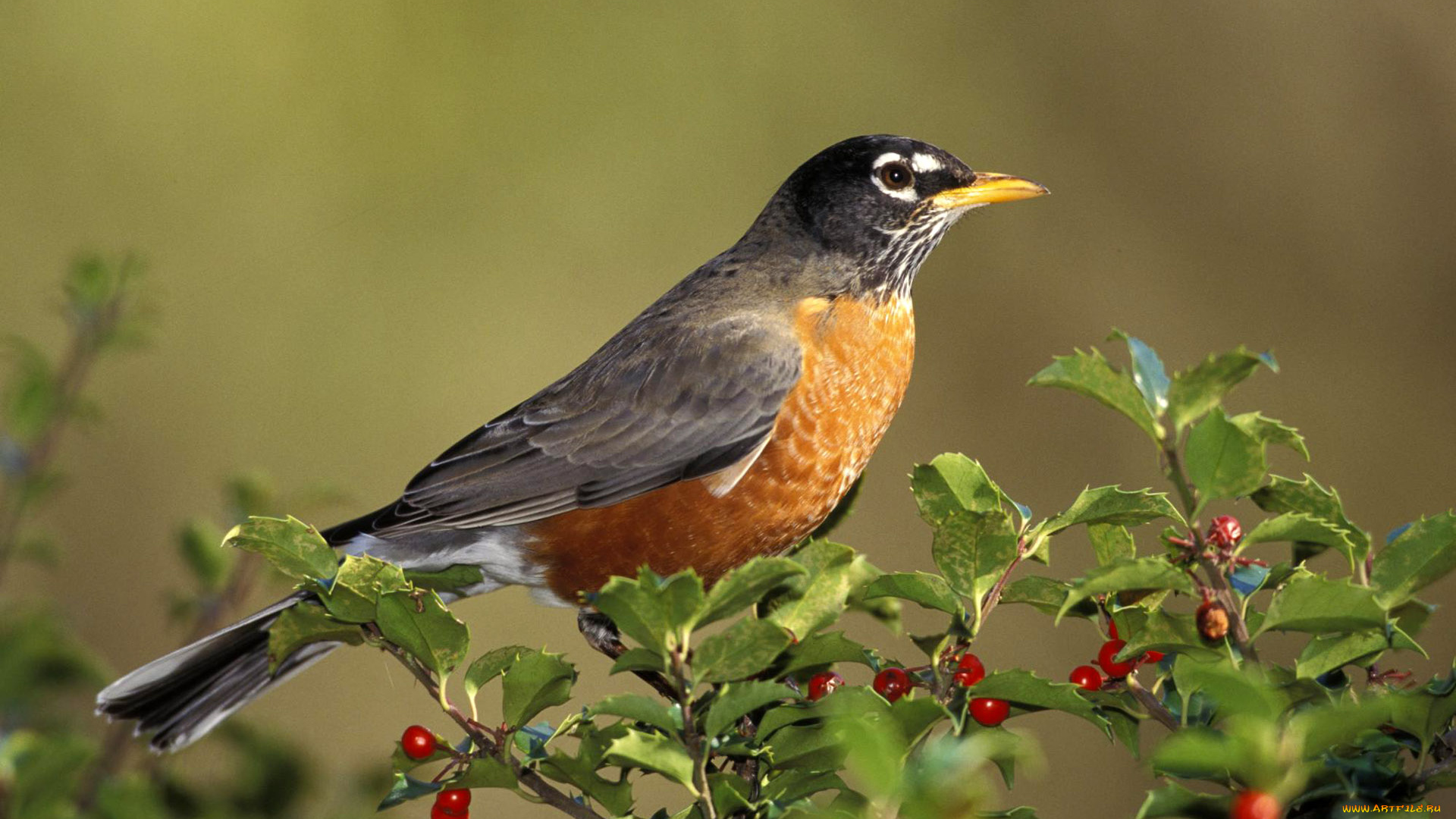 животные, птицы