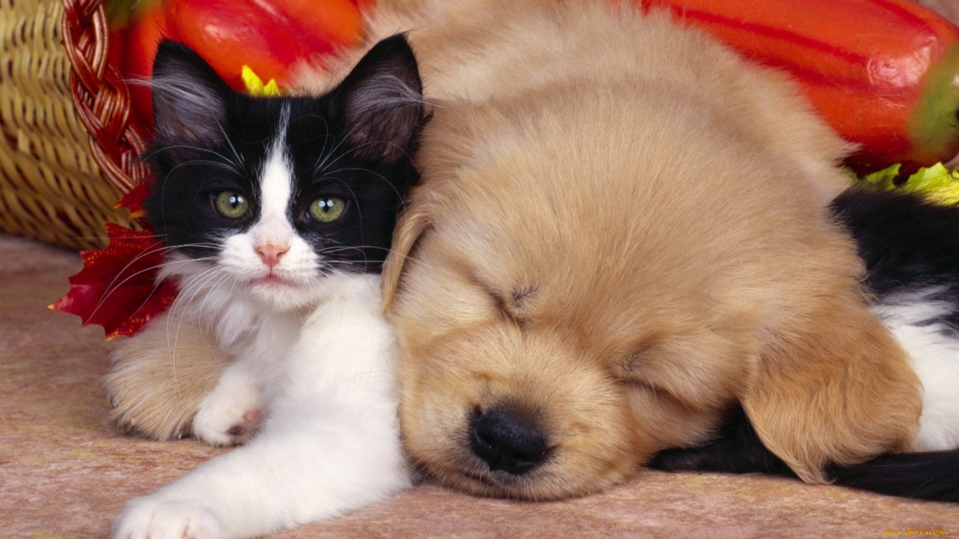 животные, разные, вместе