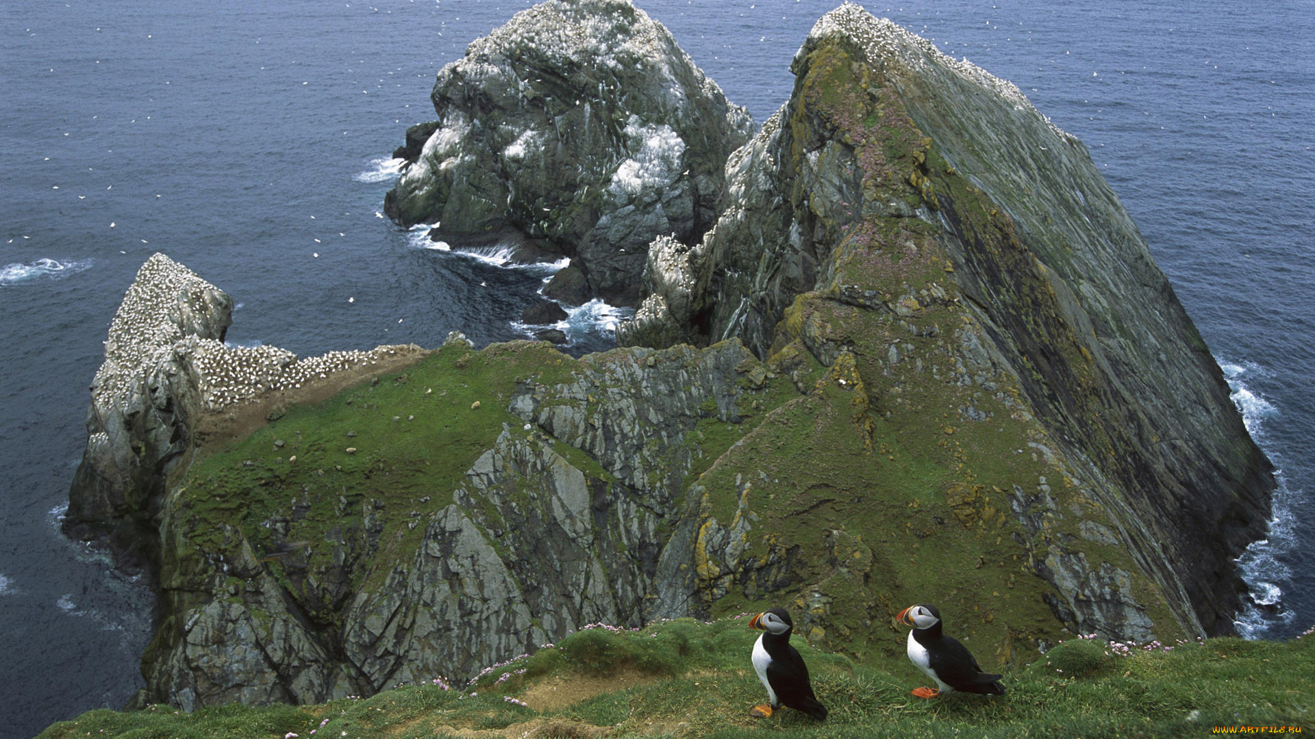 животные, тупики