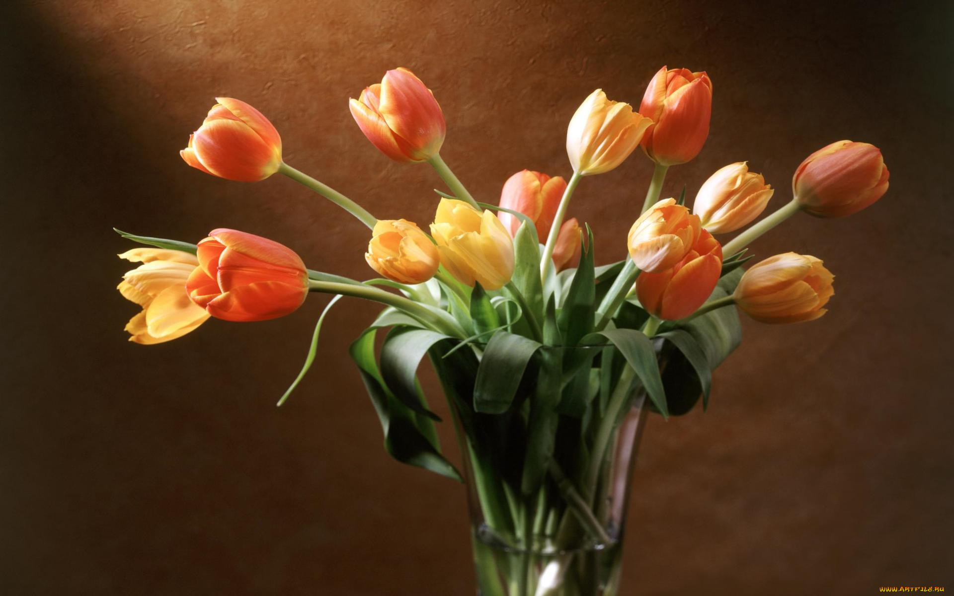 цветы, тюльпаны