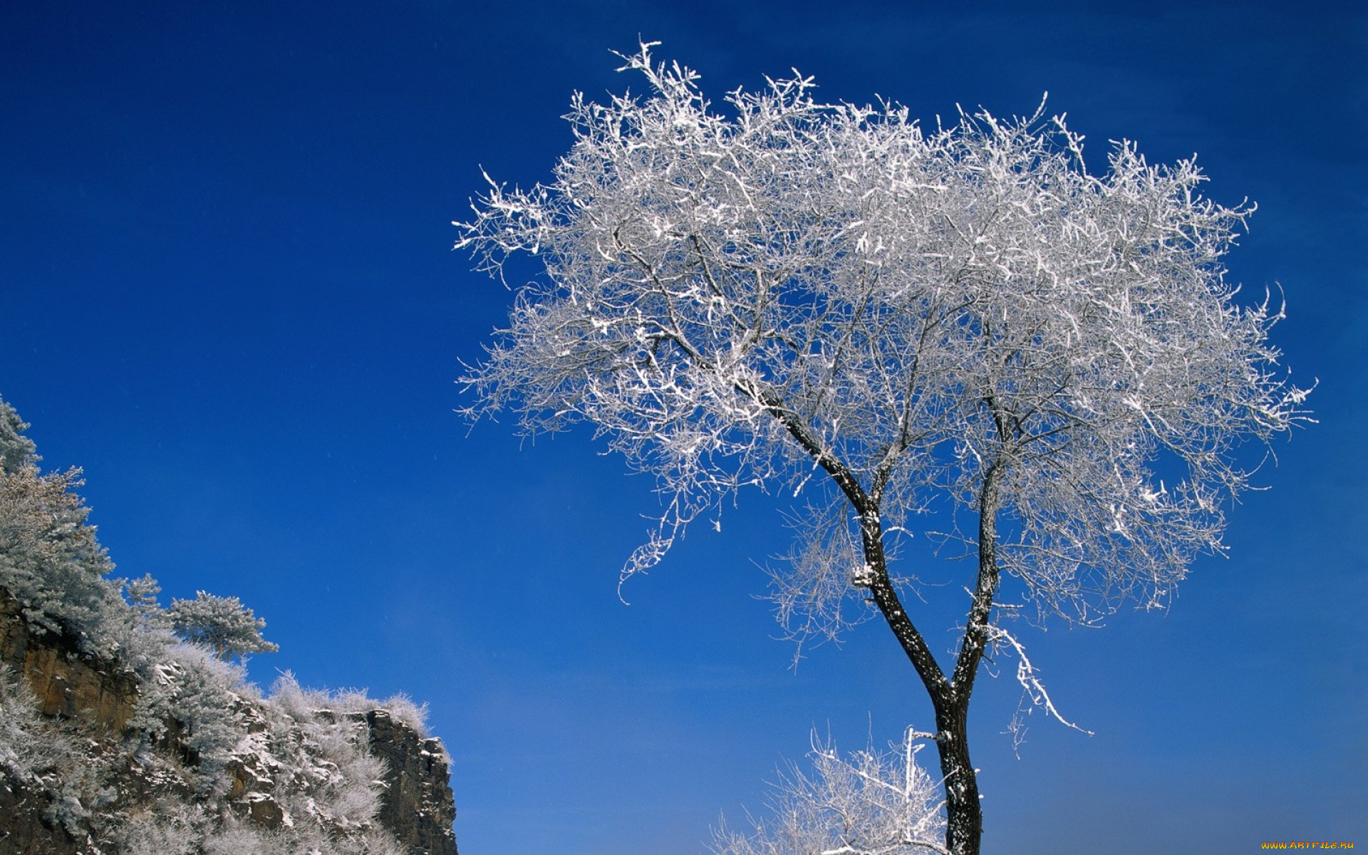 природа, деревья