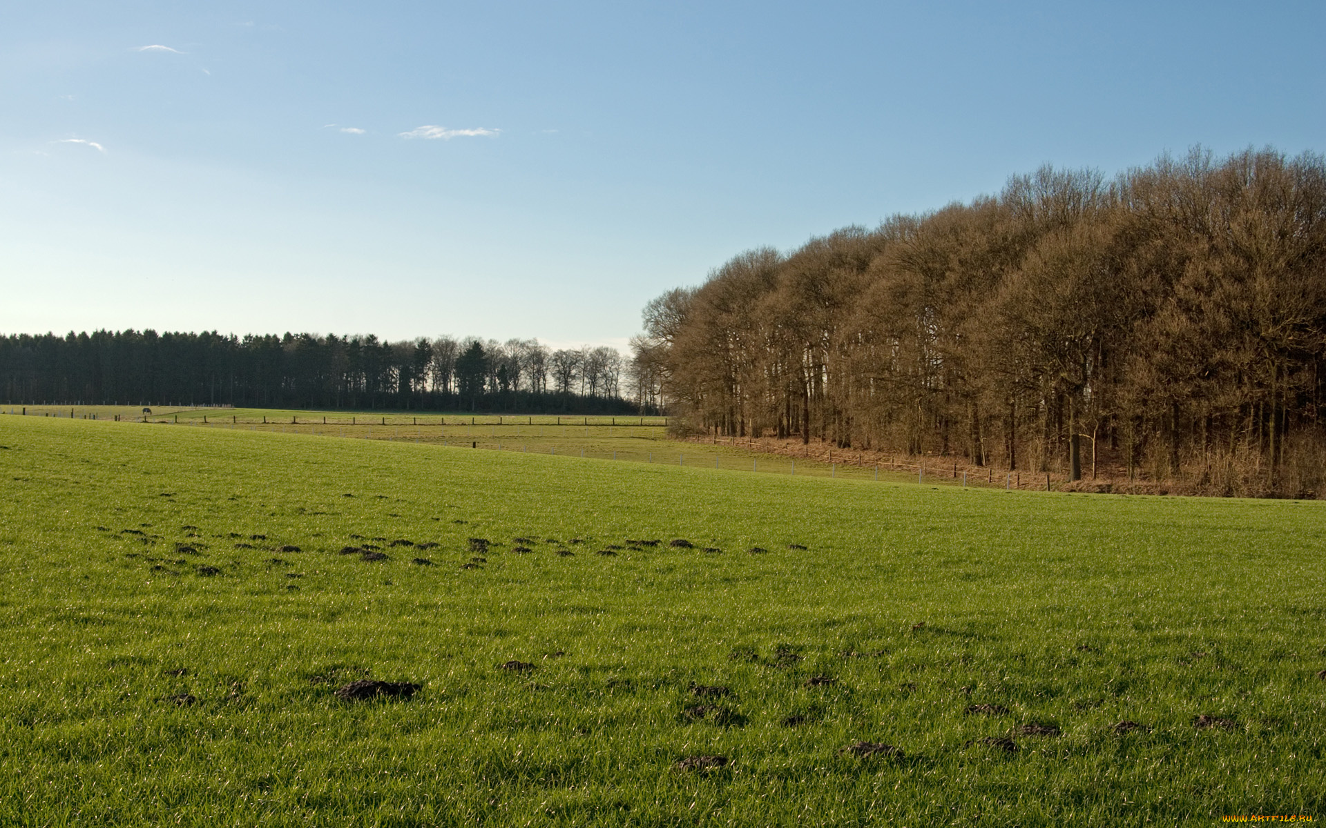 природа, поля