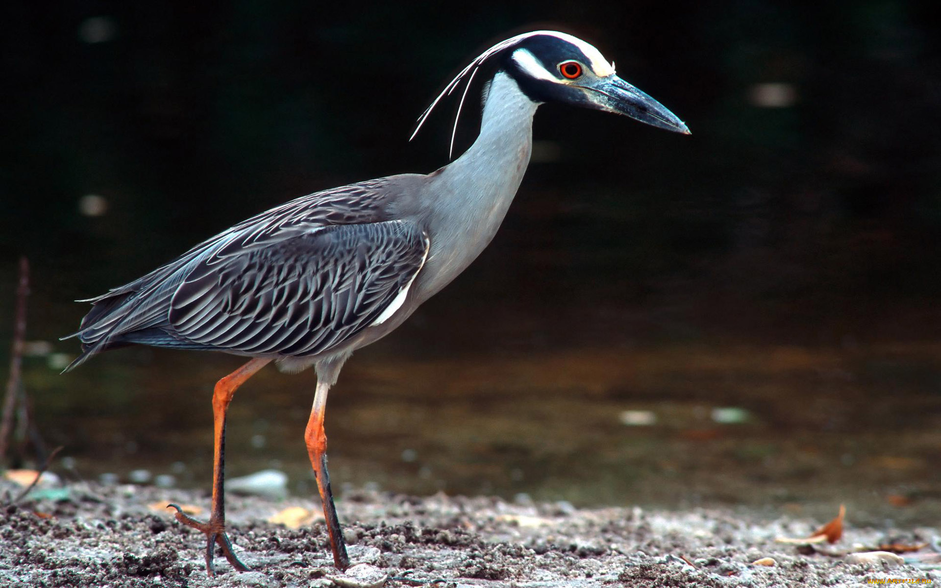 животные, цапли