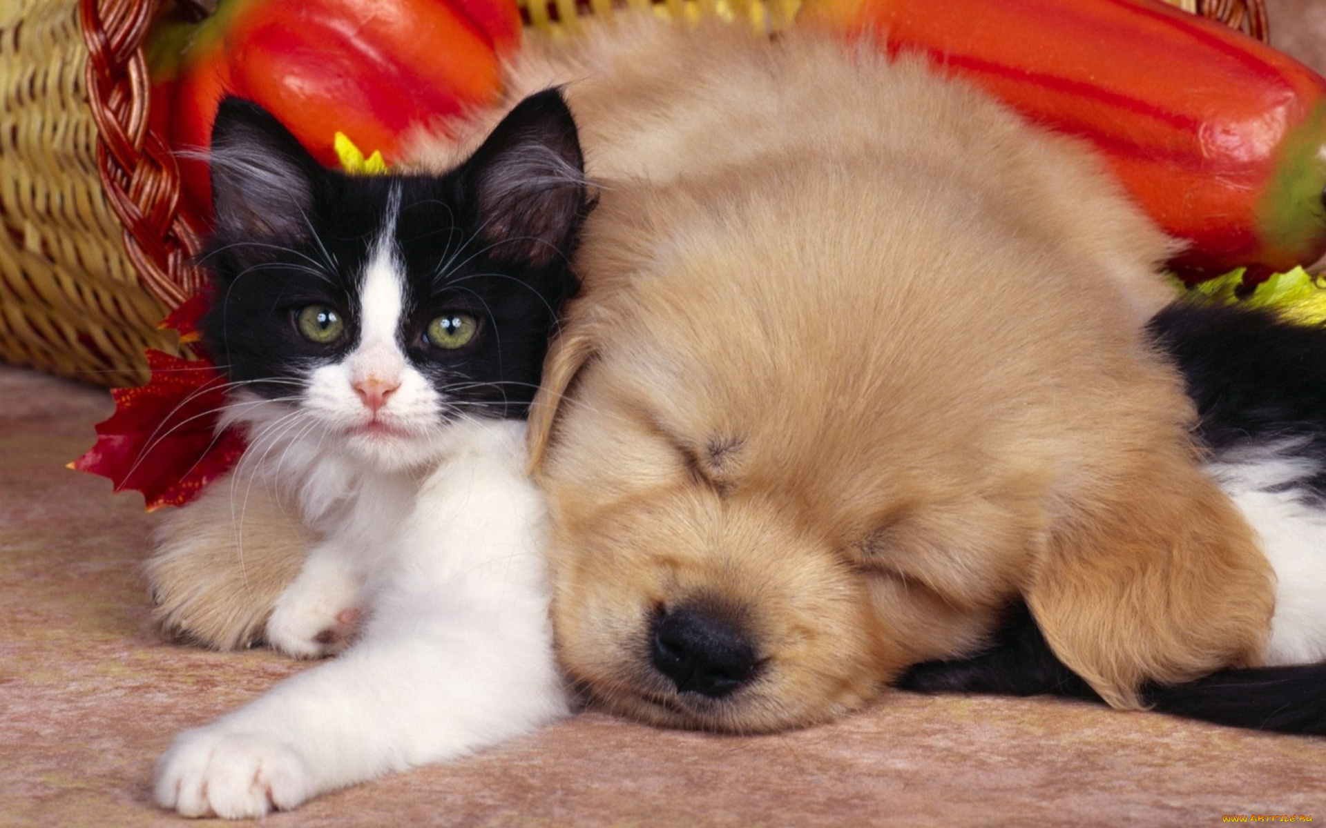 животные, разные, вместе