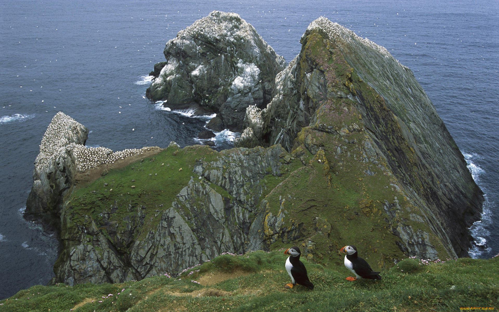 животные, тупики