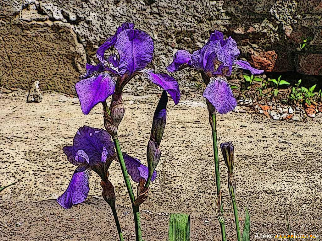 цветы, ирисы
