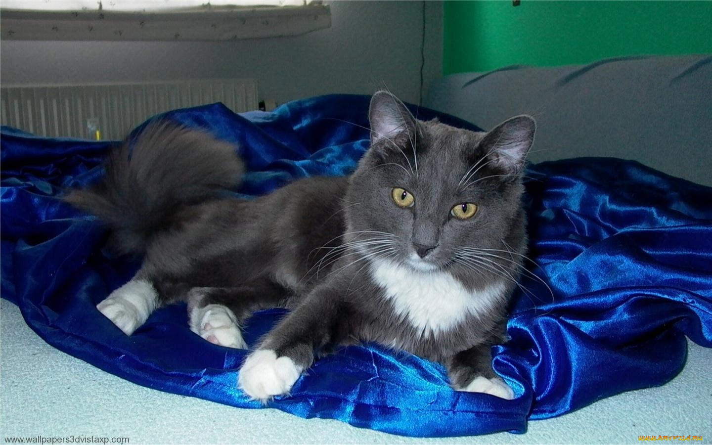 животные, коты