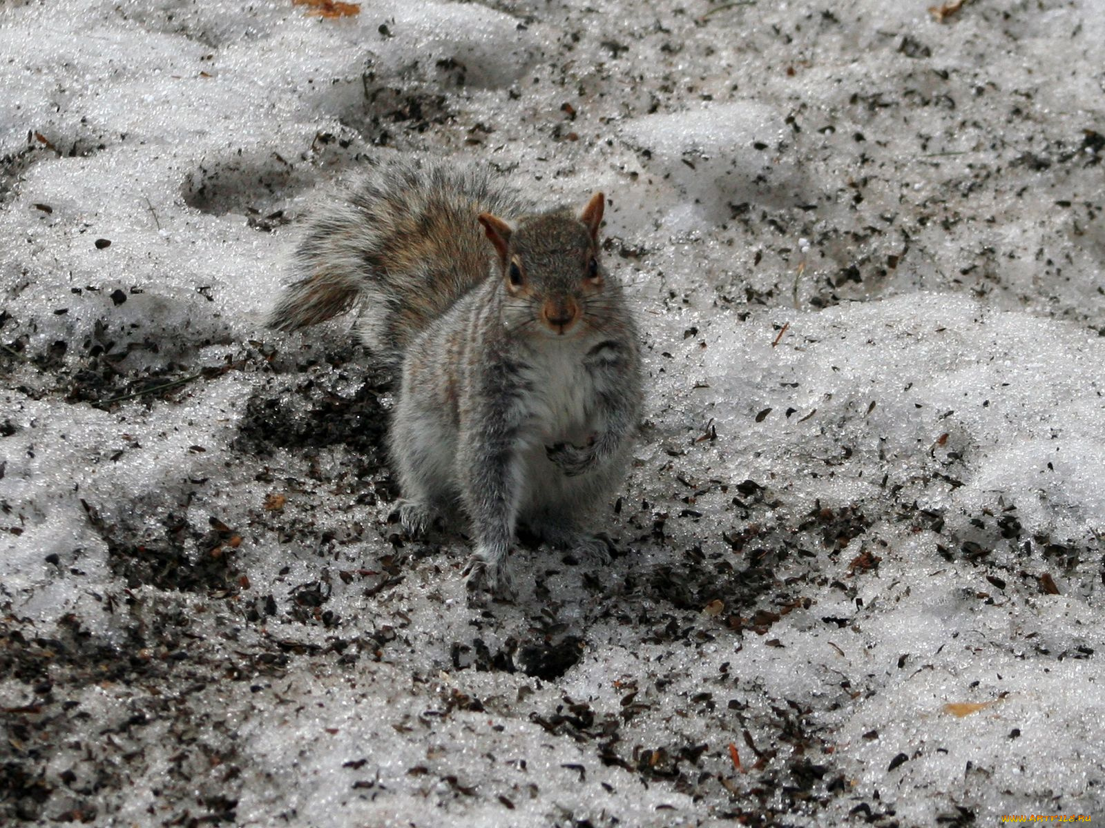 животные, белки