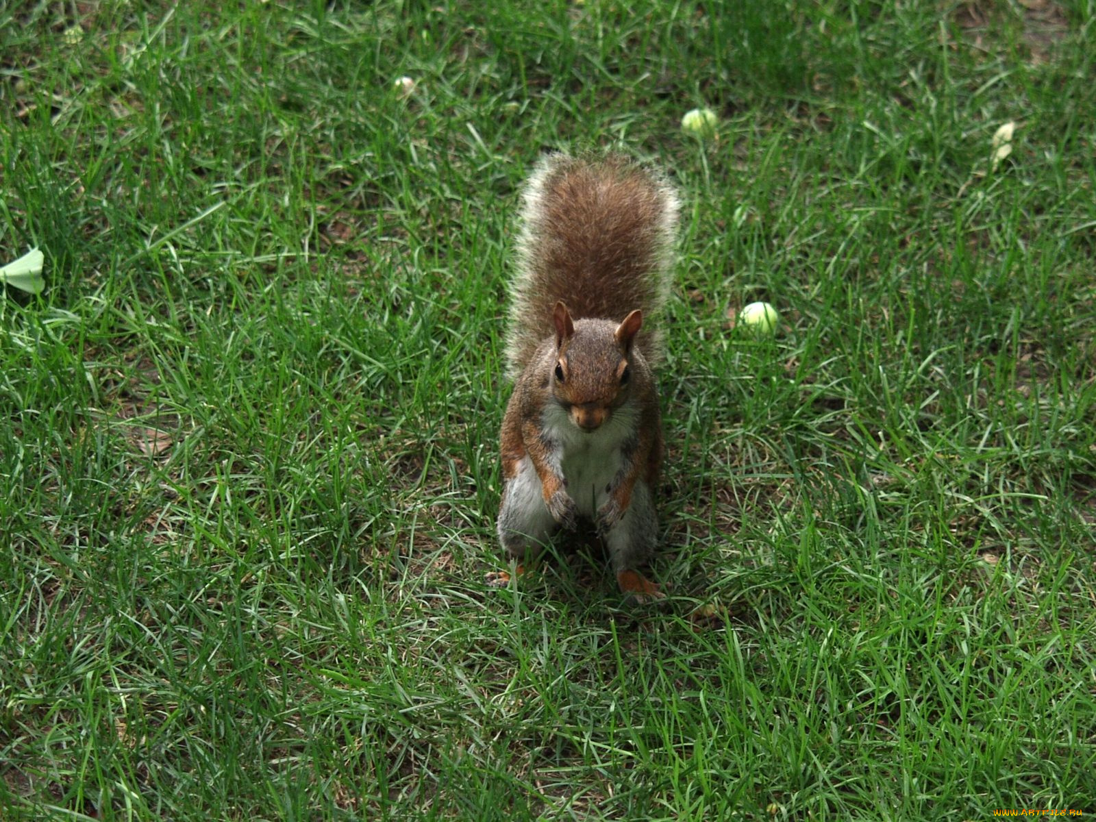 животные, белки