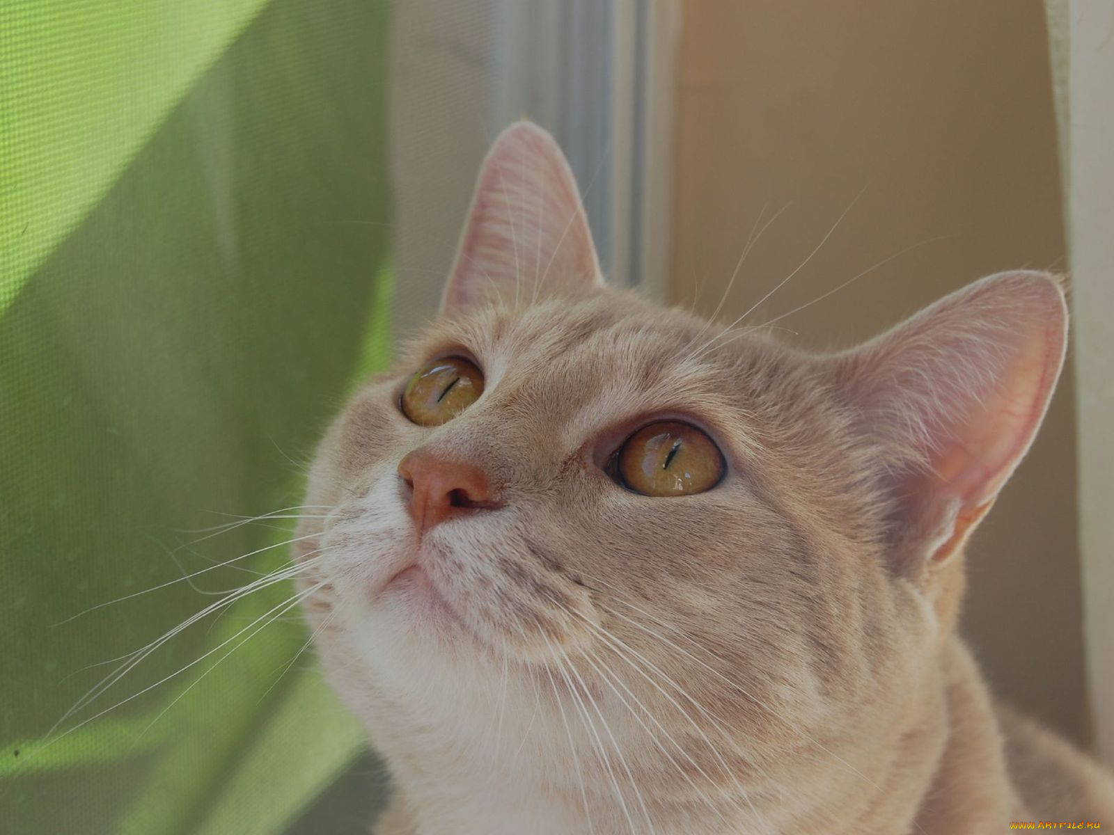 животные, коты