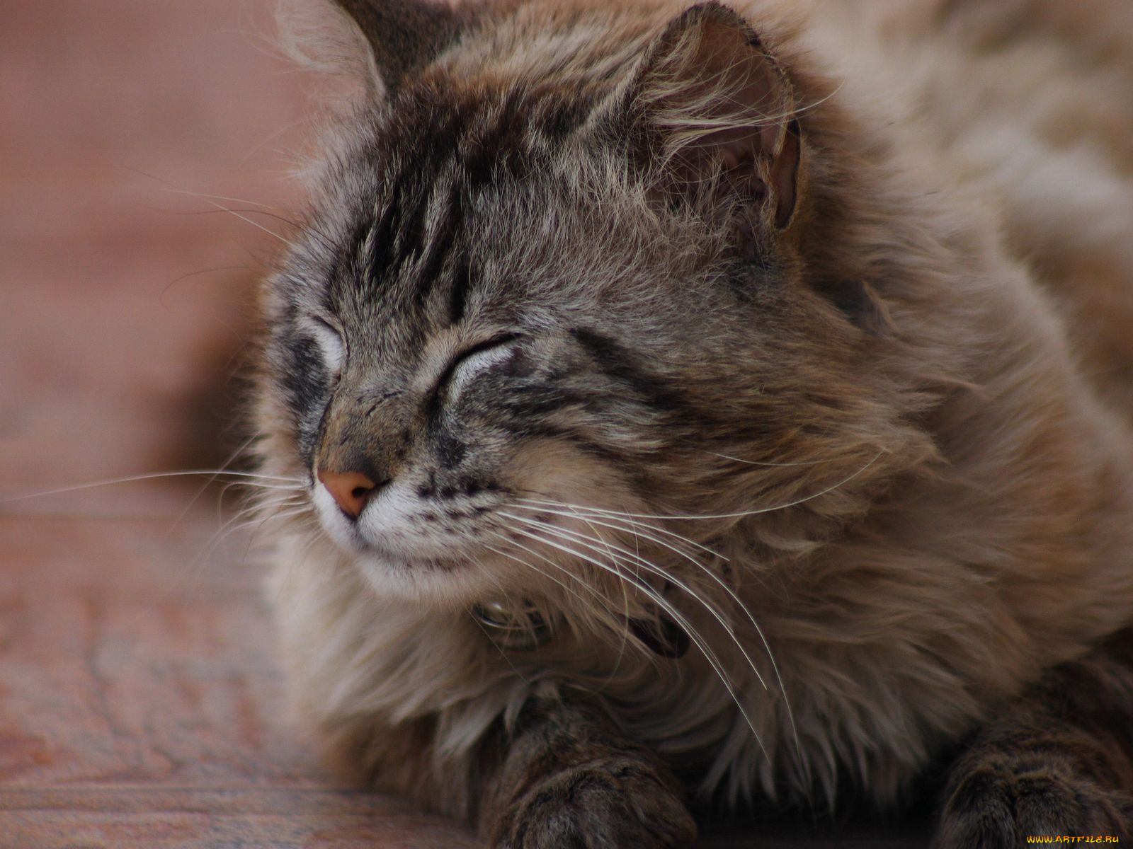 животные, коты