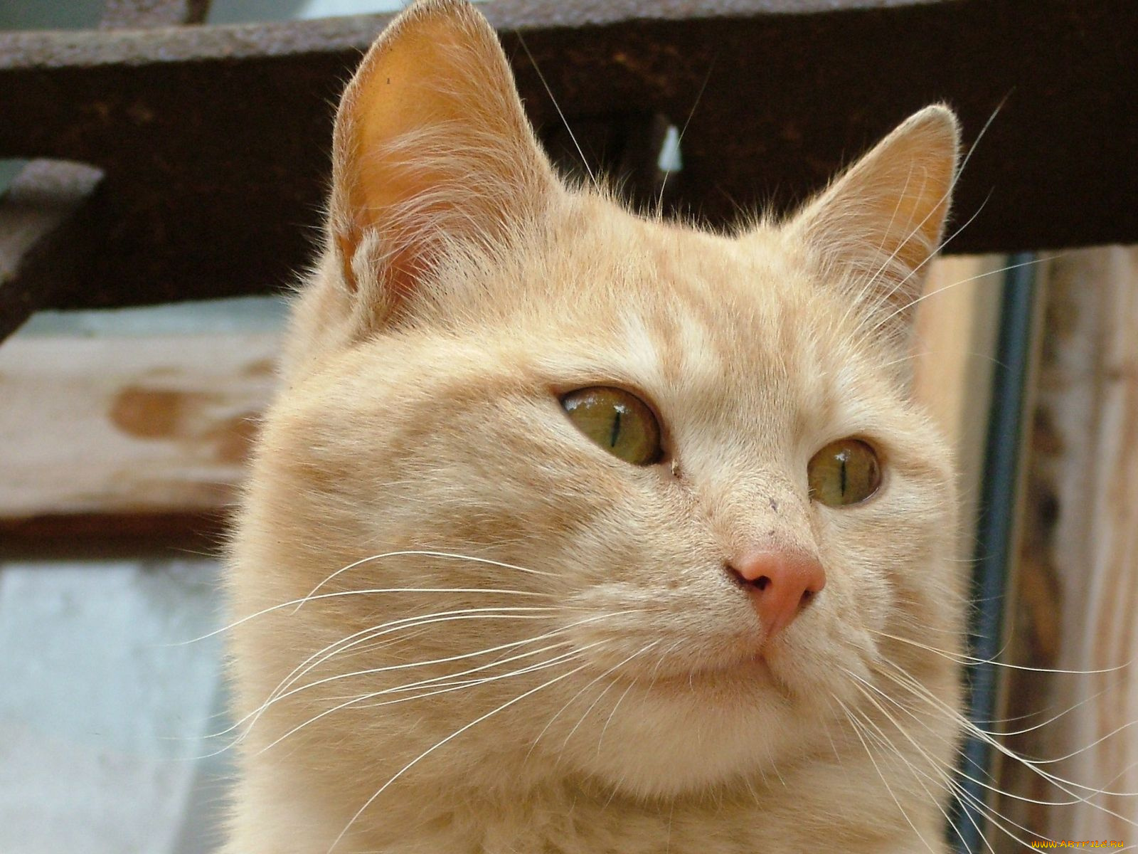 животные, коты