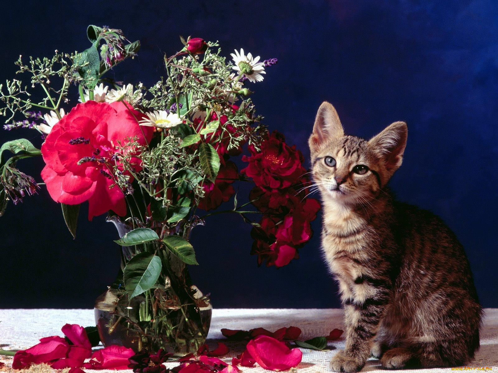 животные, коты