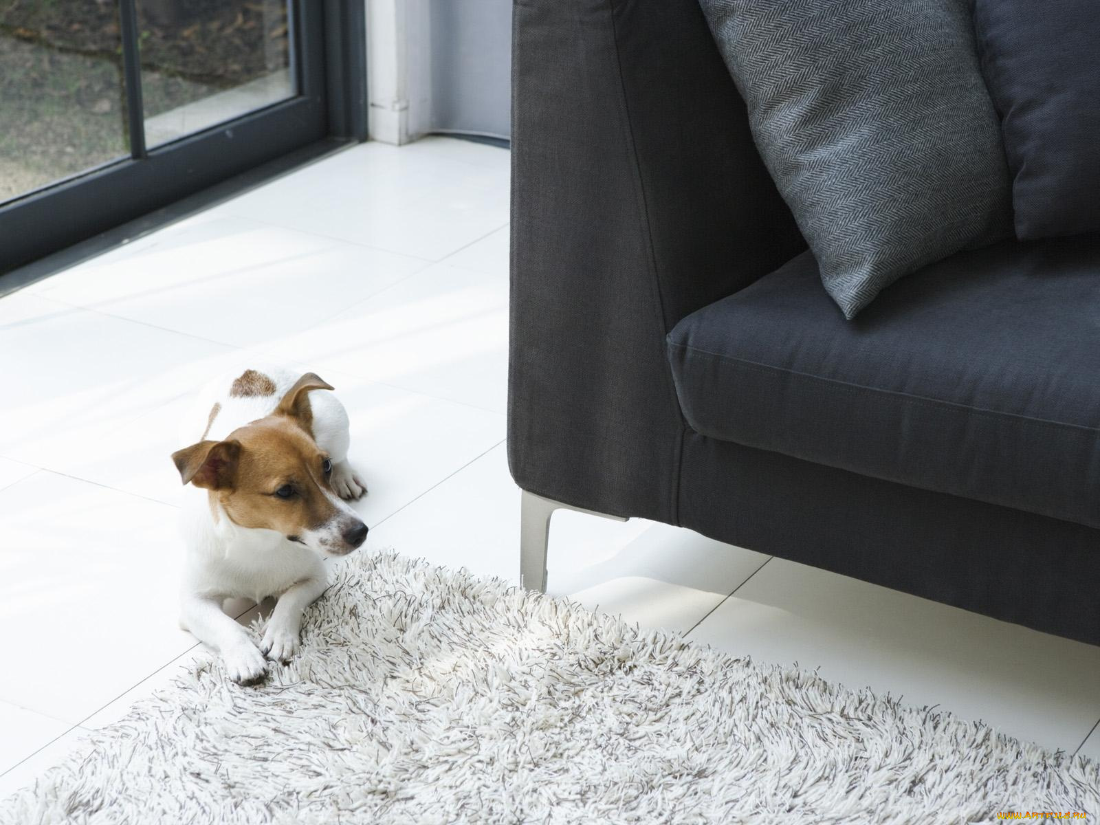 животные, собаки