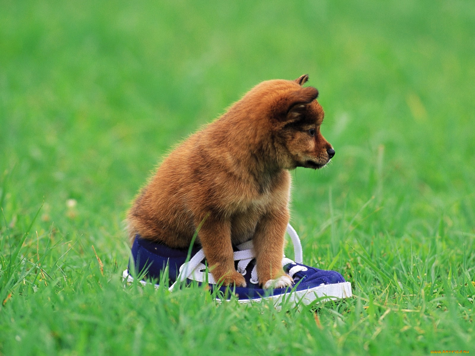 животные, собаки