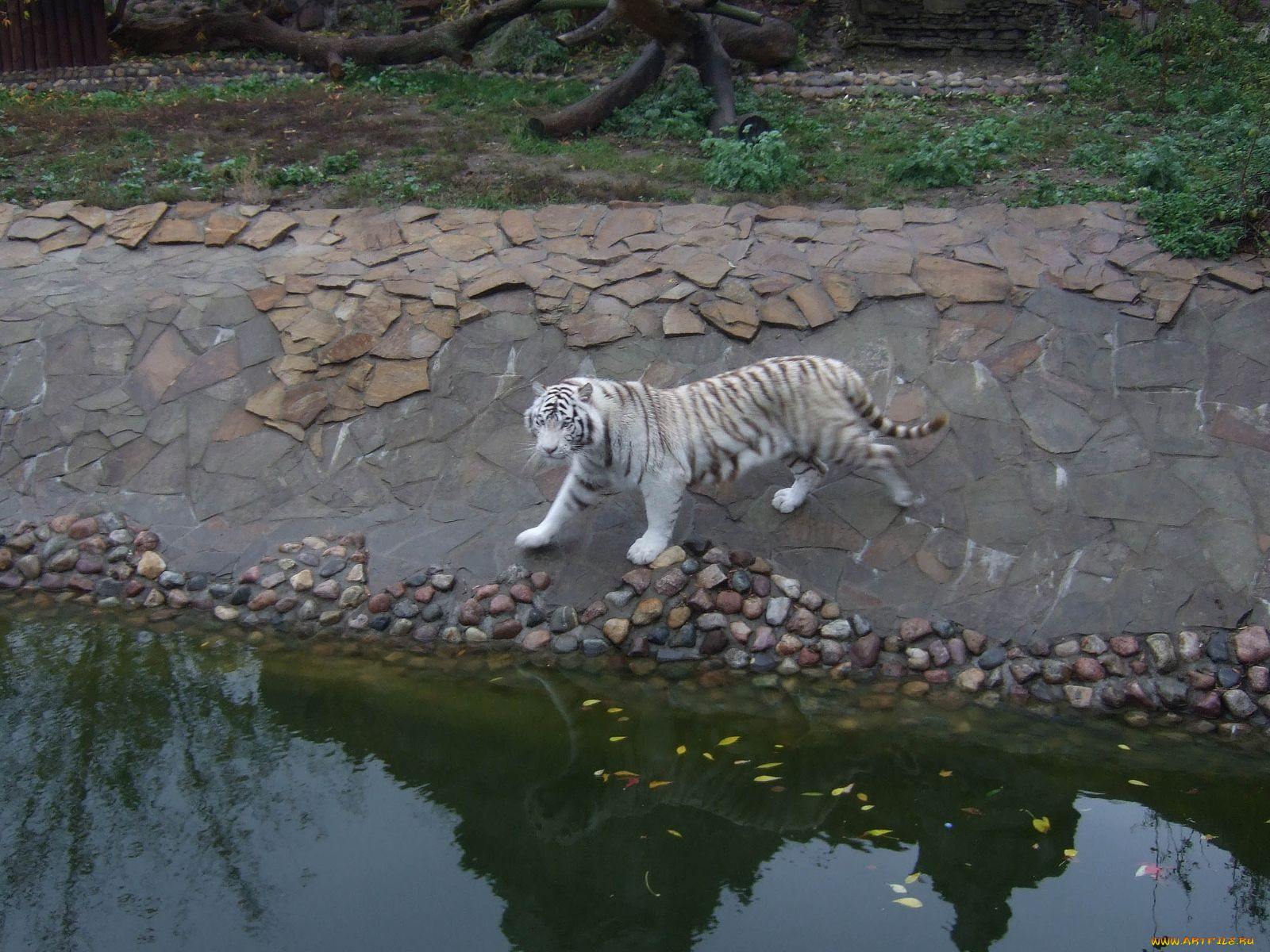 животные, тигры