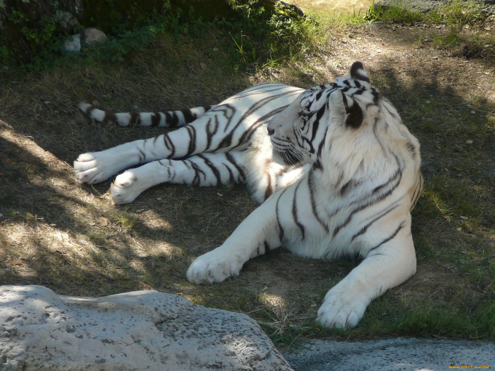 животные, тигры