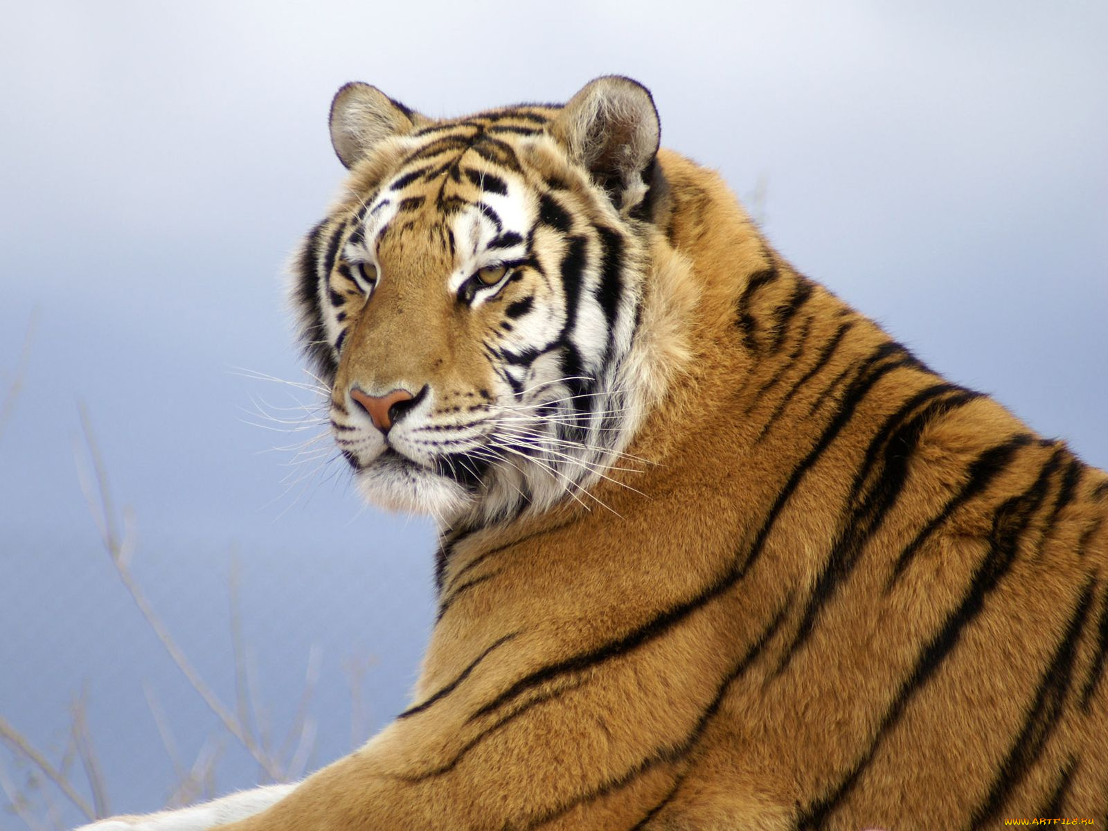 животные, тигры