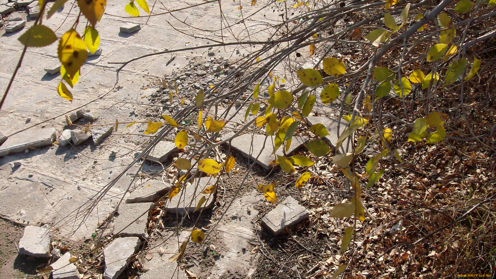 природа, листья