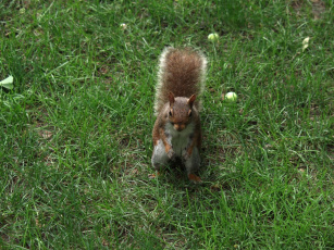 обоя животные, белки