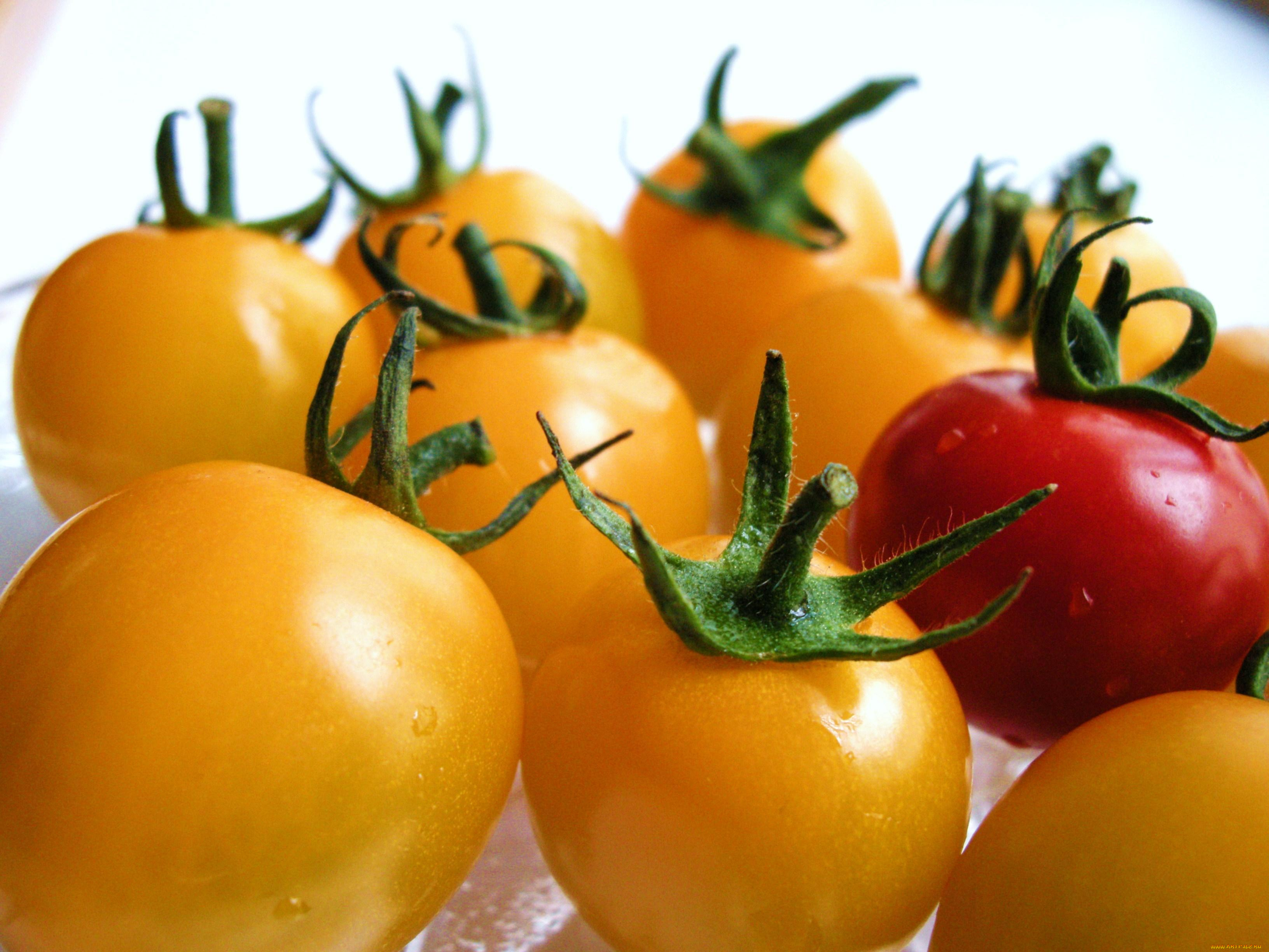 еда, помидоры, томаты