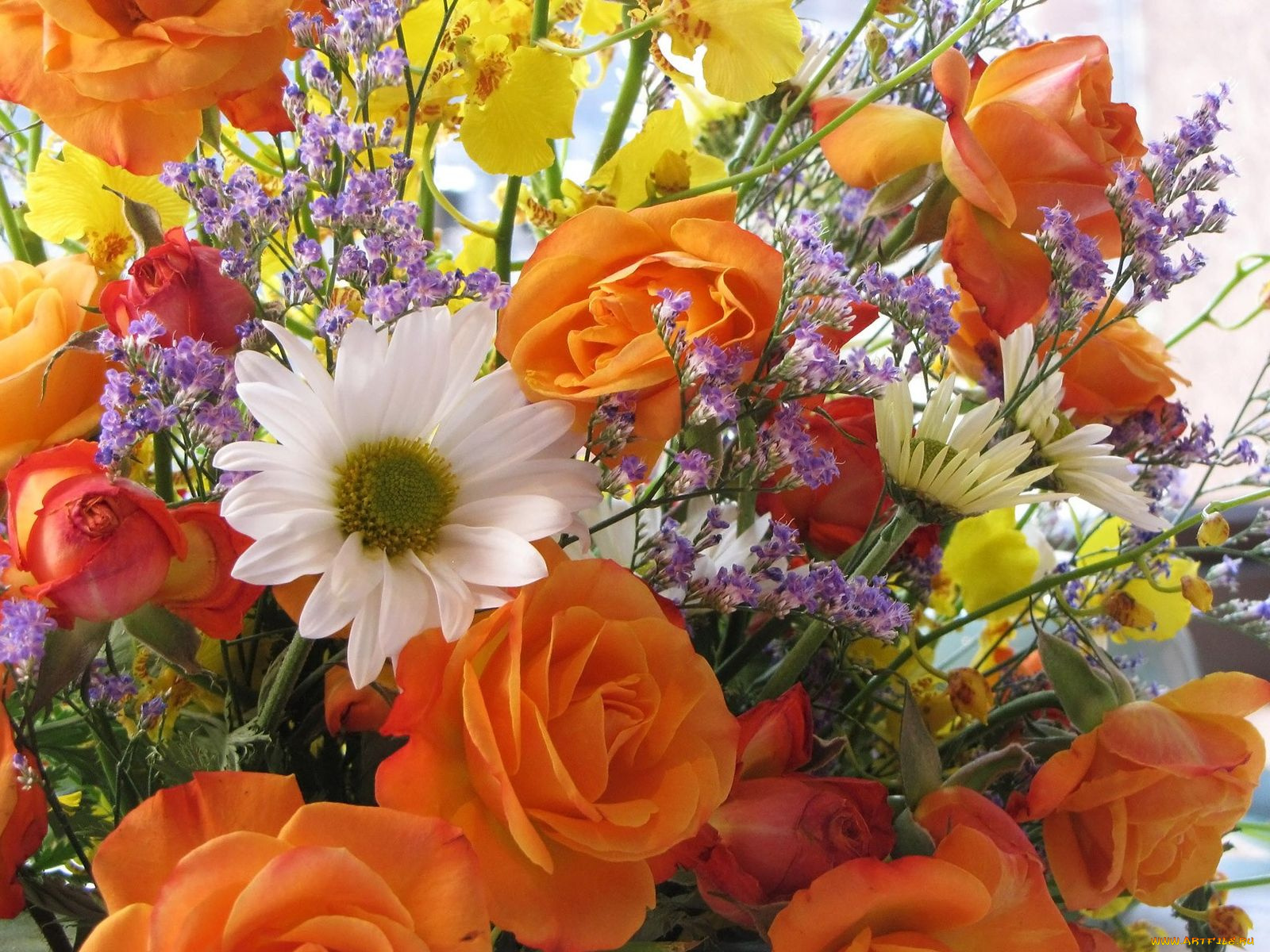 цветы, разные, вместе