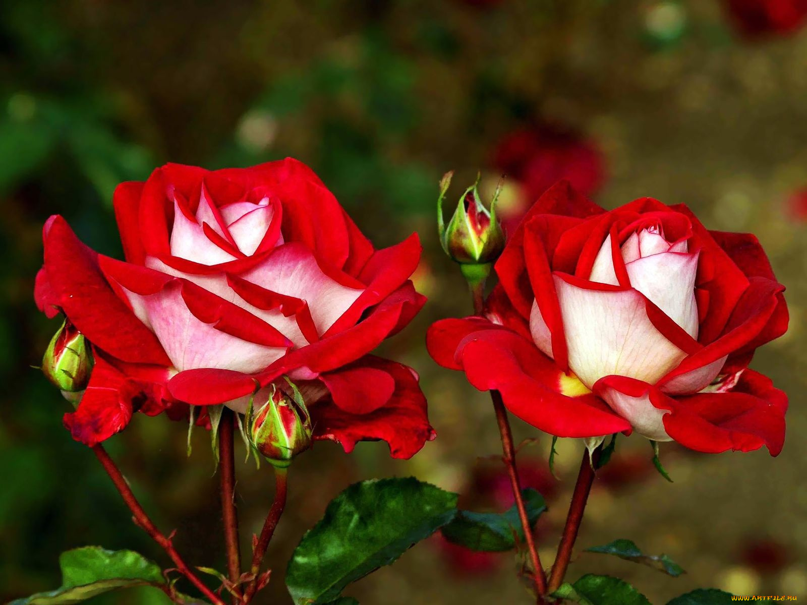 цветы, розы