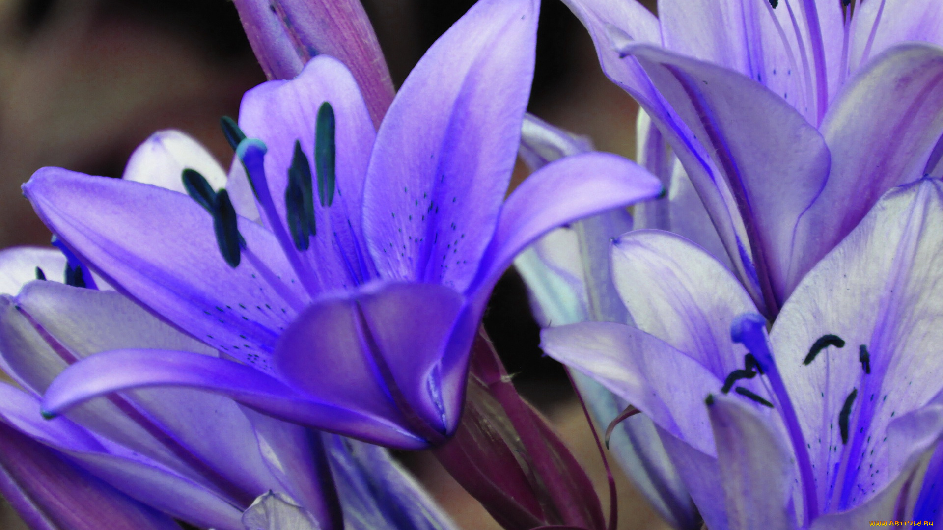 цветы, агапантус, африканская, лилия