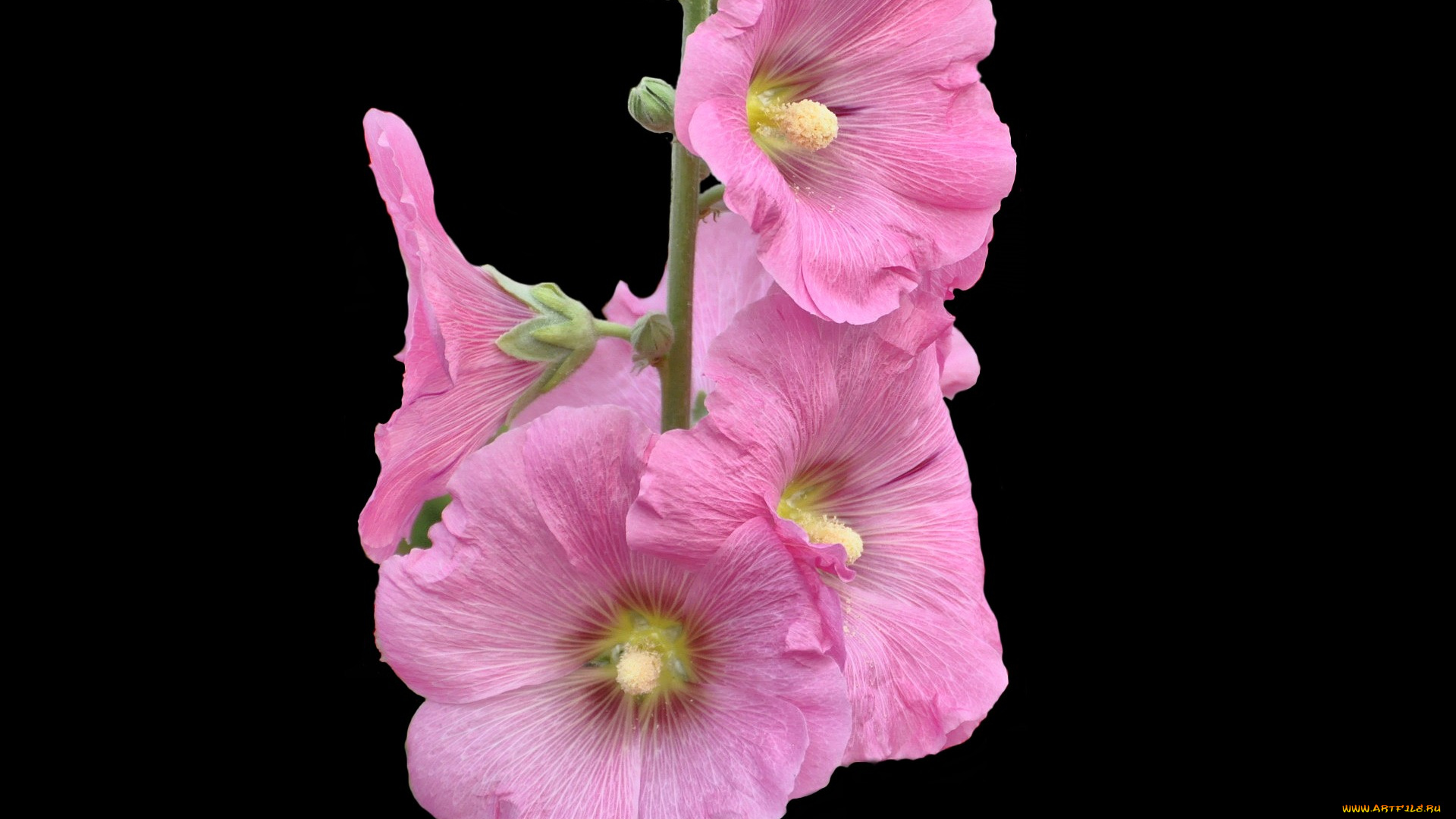 цветы, мальвы