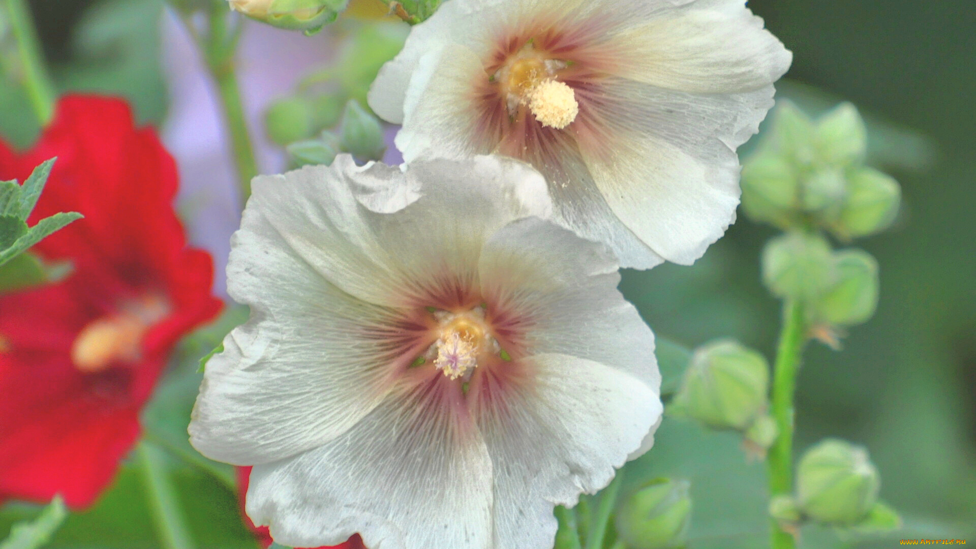 цветы, мальвы