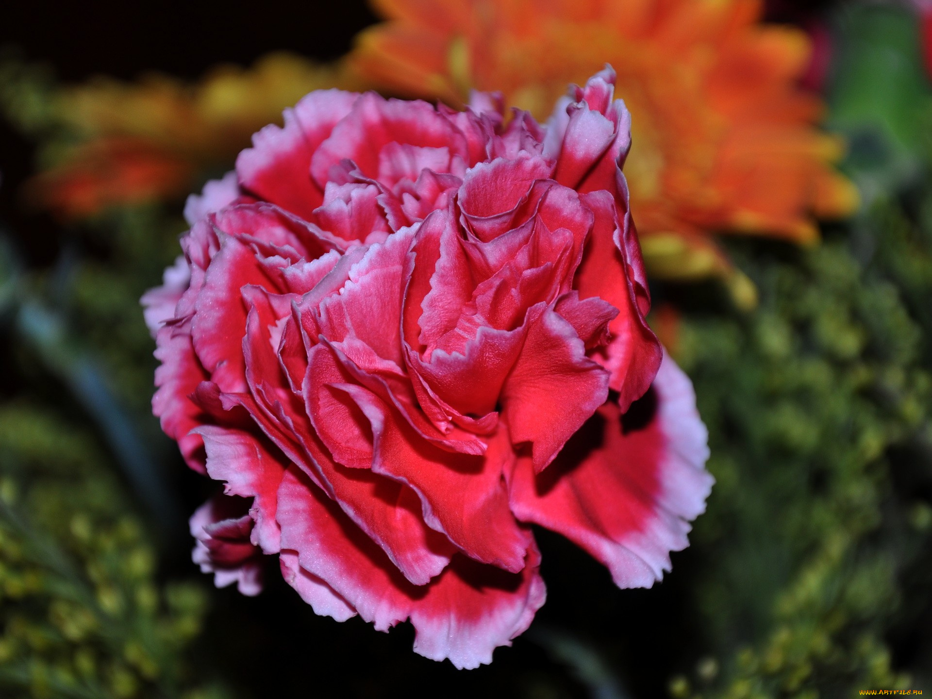 цветы, гвоздики