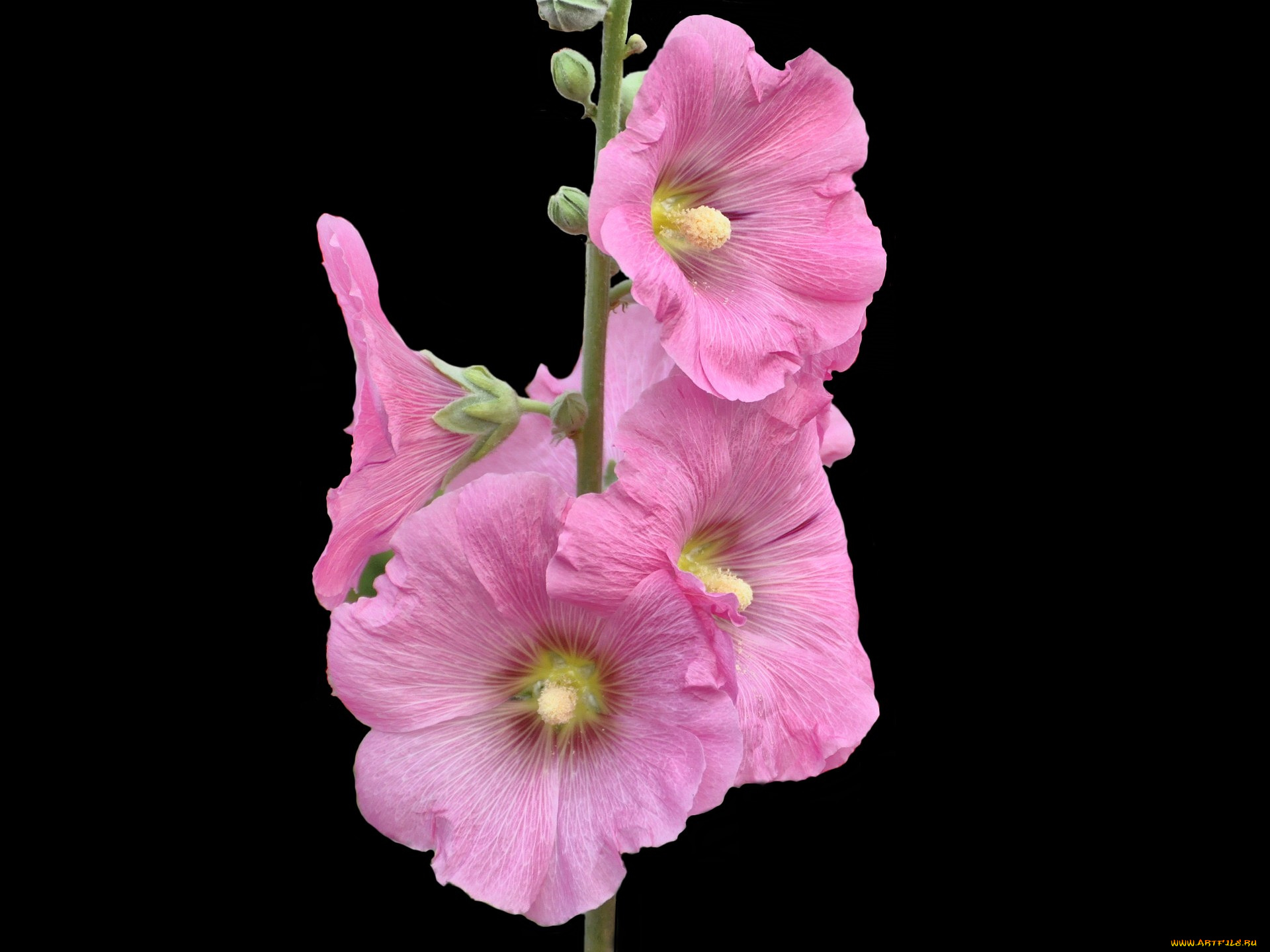 цветы, мальвы