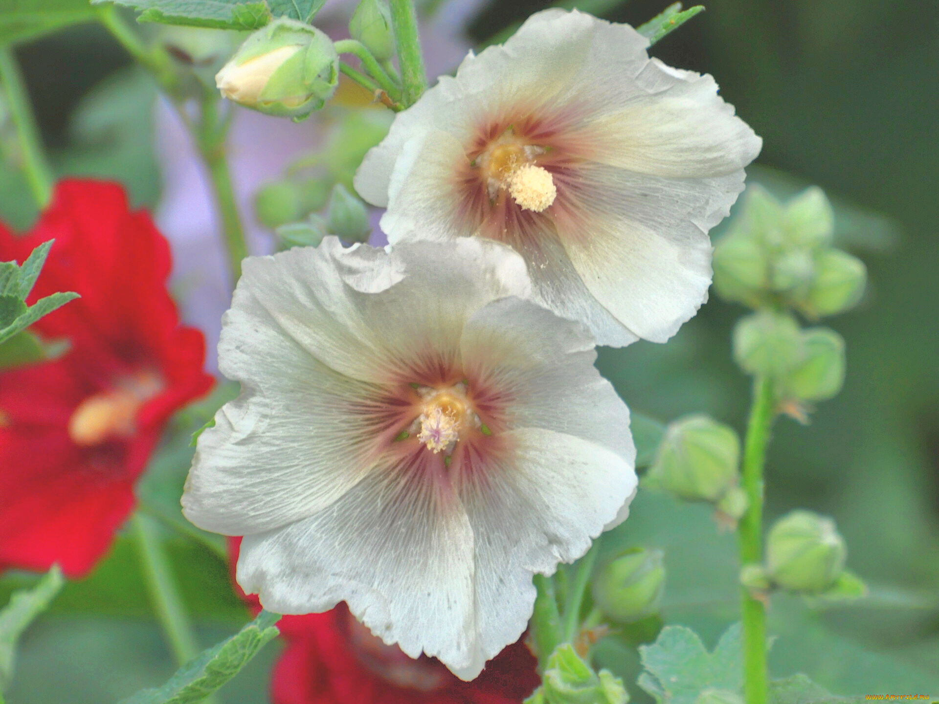 цветы, мальвы