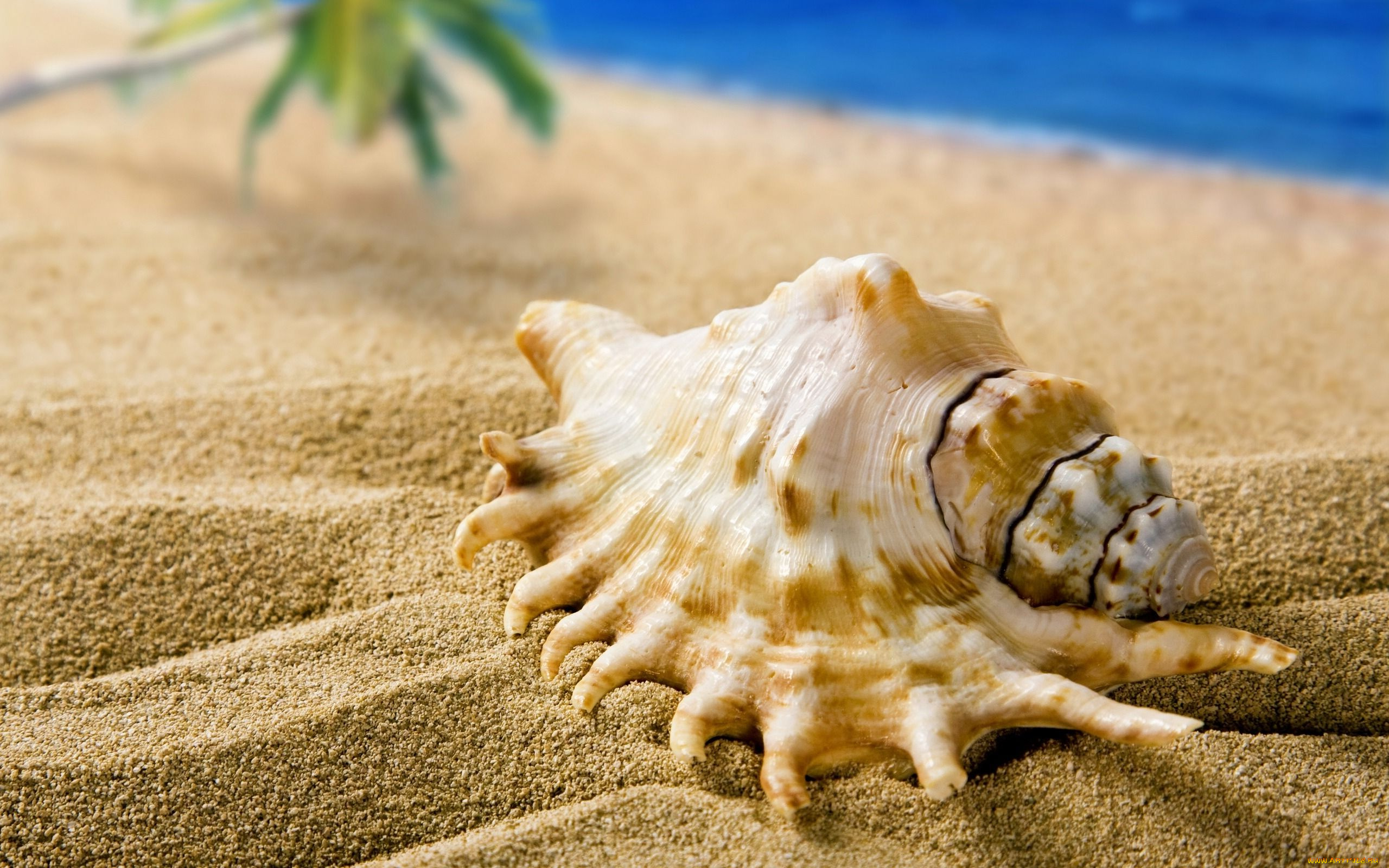 разное, ракушки, кораллы, декоративные, spa, камни