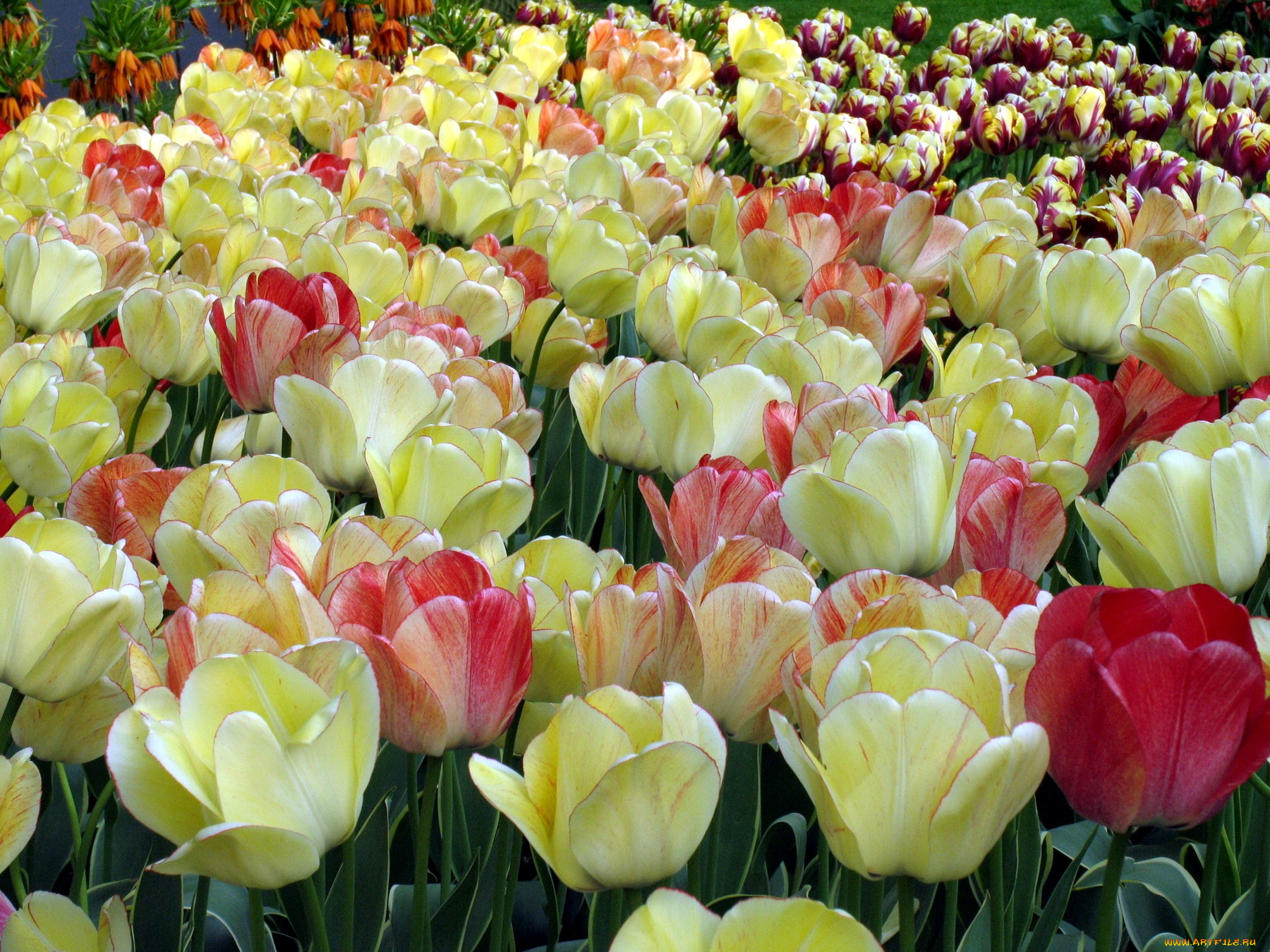 цветы, тюльпаны, много