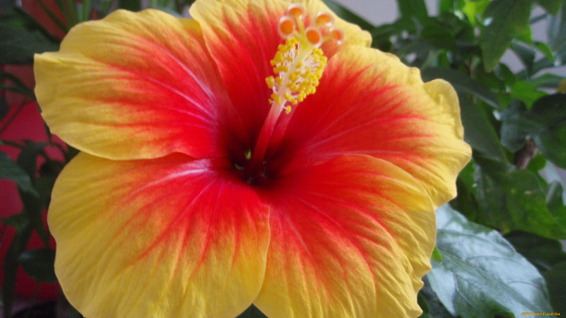 цветы, гибискусы, желто-красный