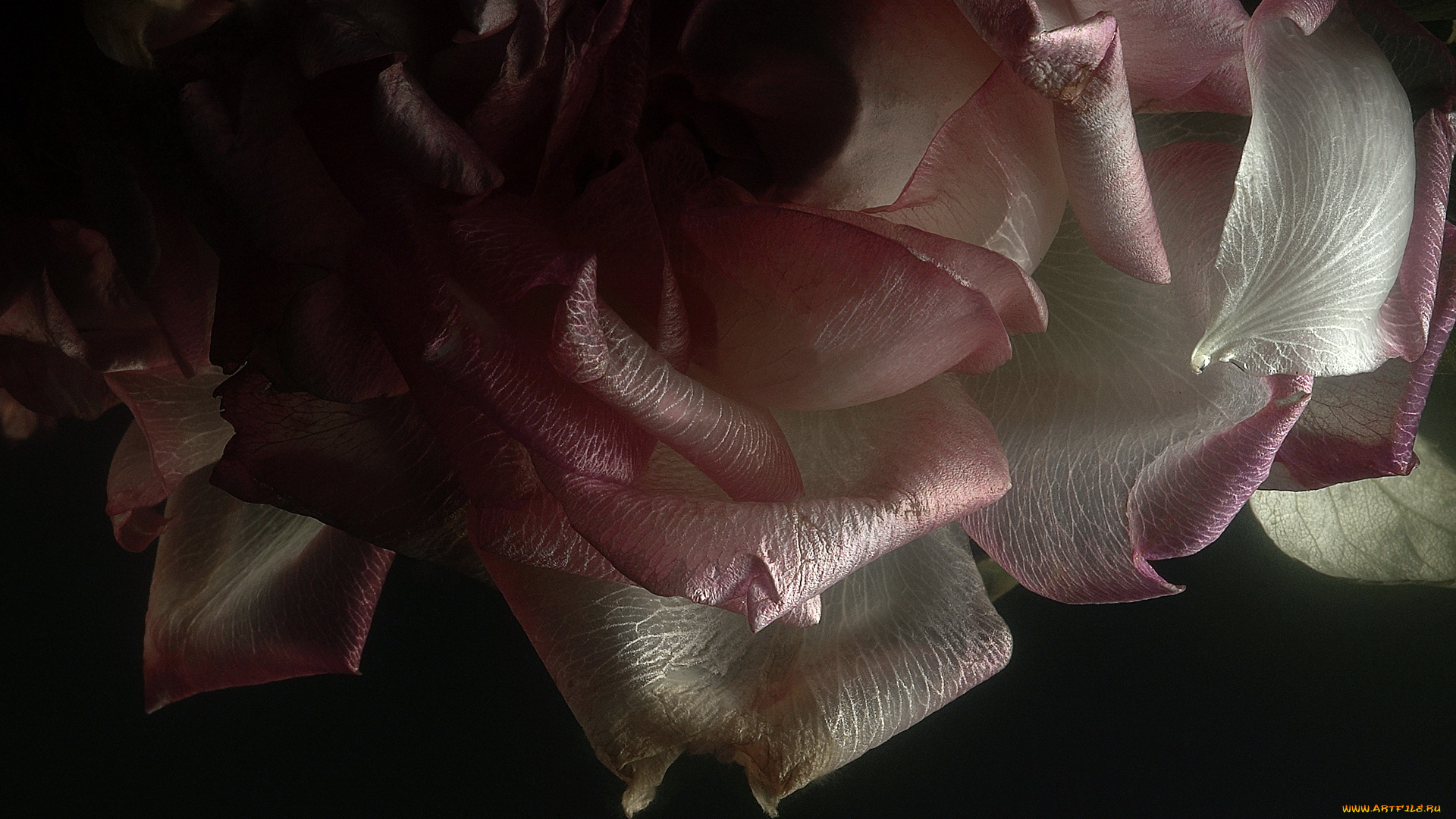 цветы, розы, лепестки