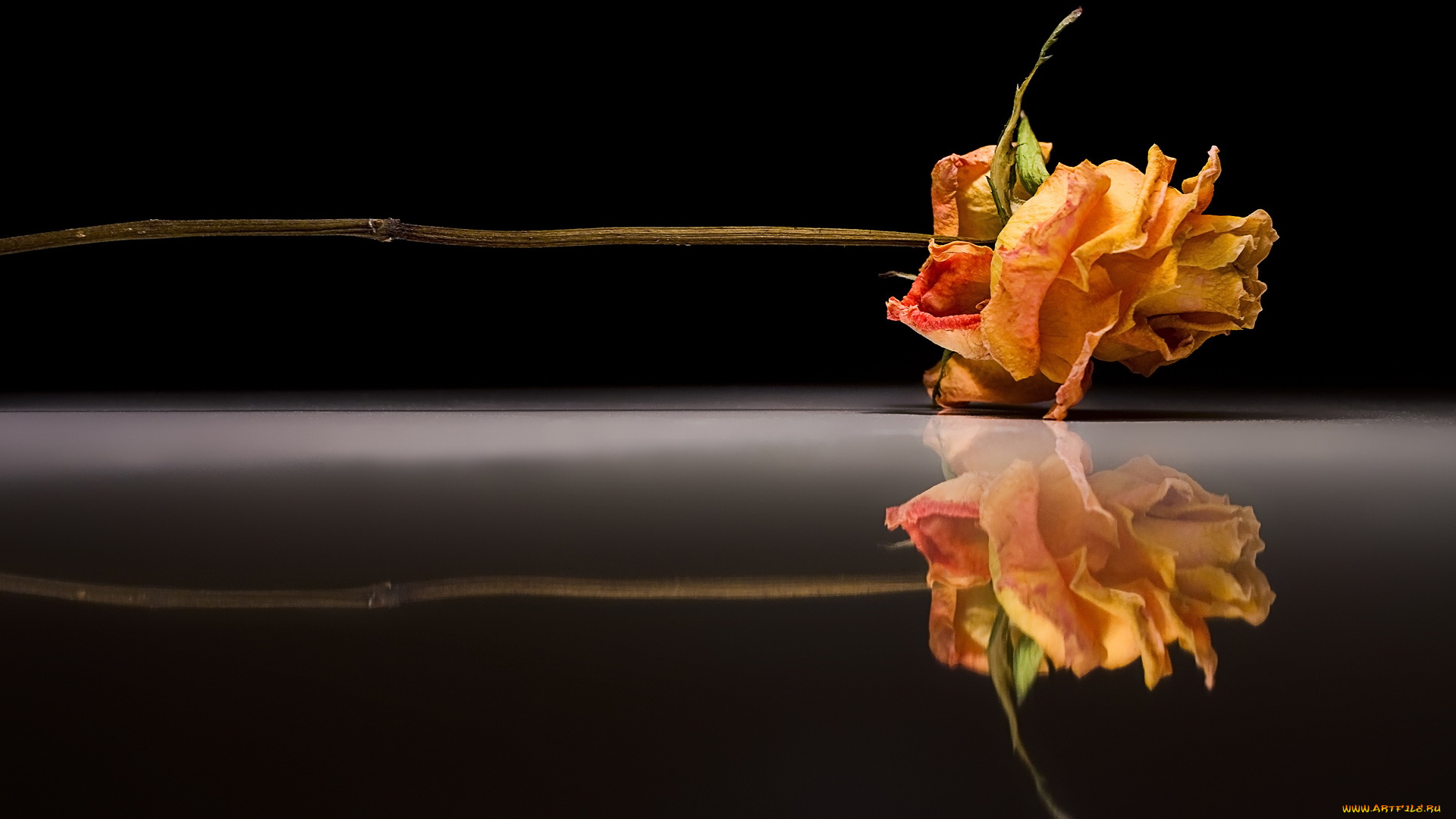 цветы, розы, отражение