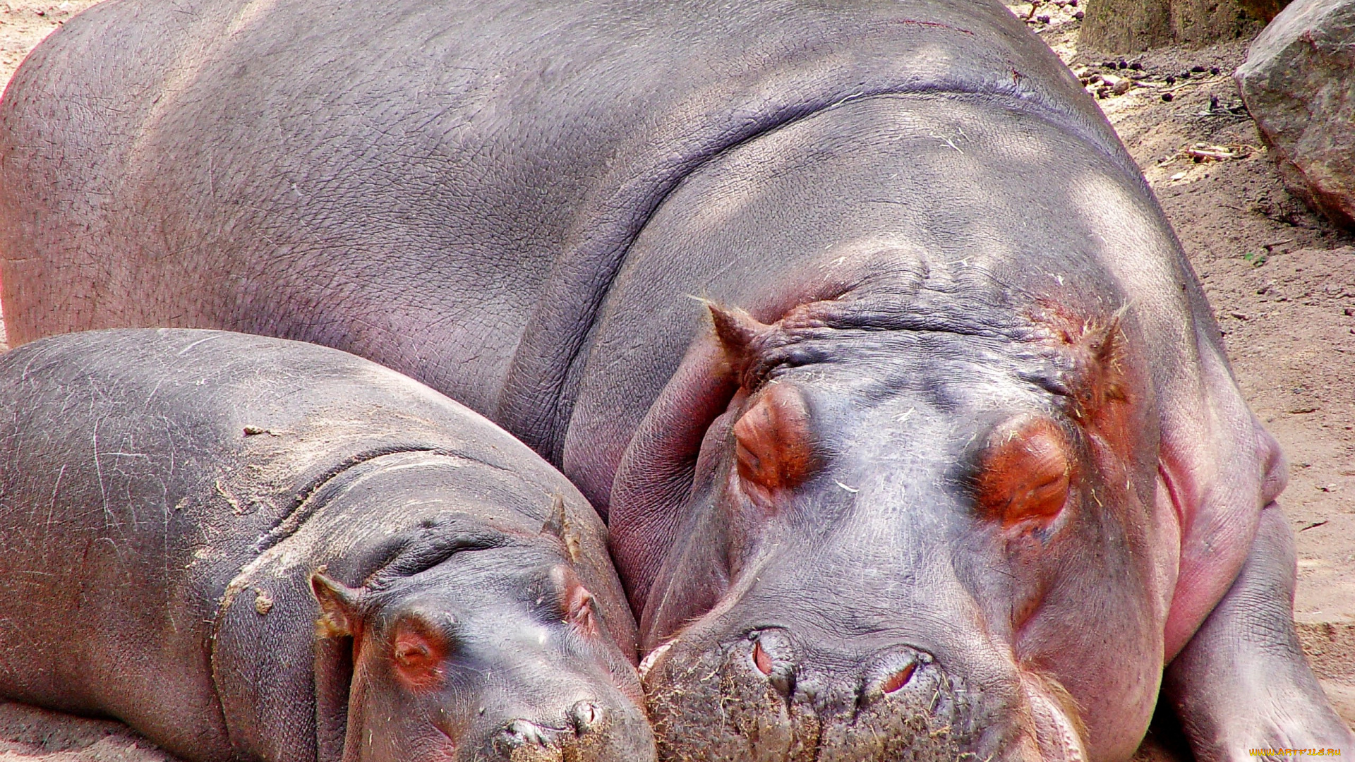 животные, бегемоты, малыш, мама, сон, большой