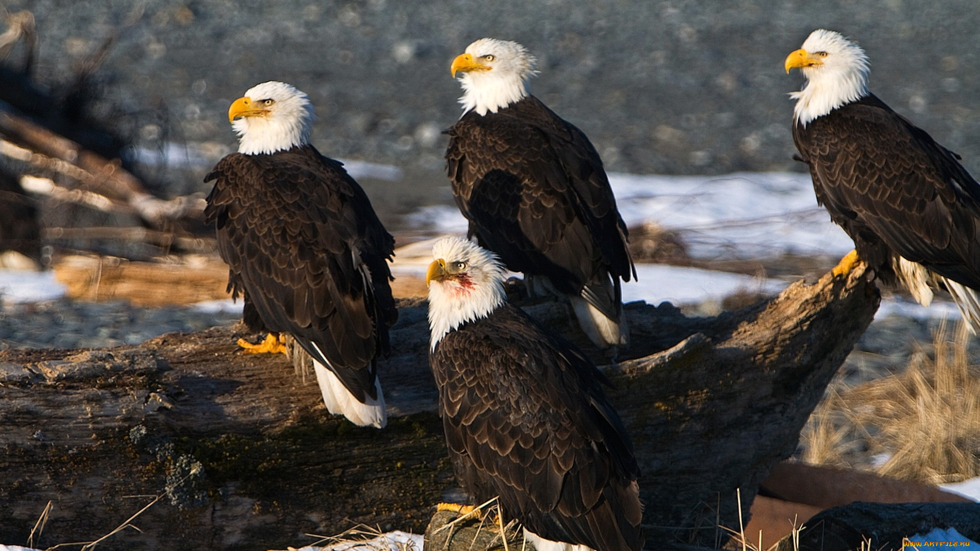 животные, птицы, хищники, орланы, клюв
