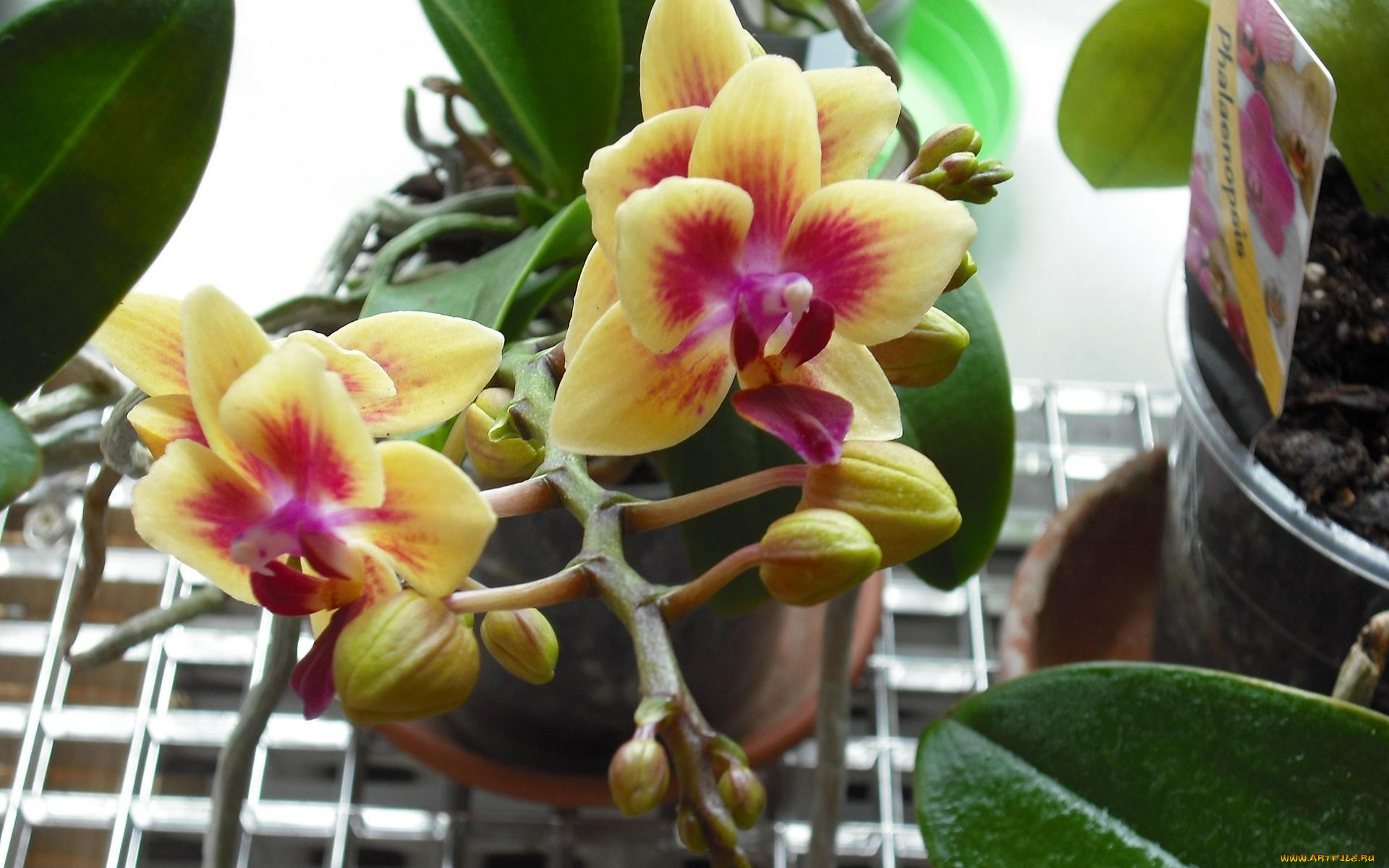 цветы, орхидеи, экзотика