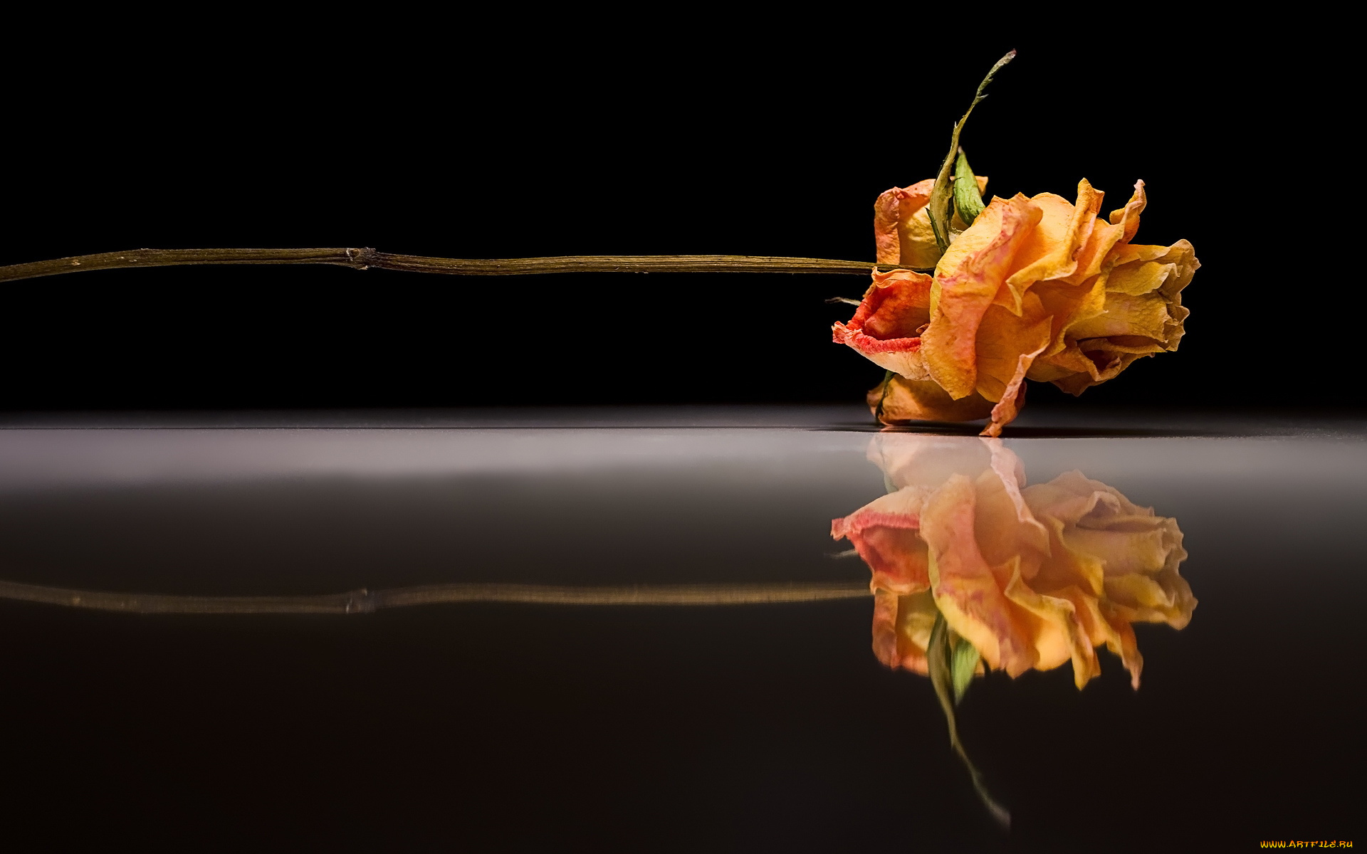 цветы, розы, отражение