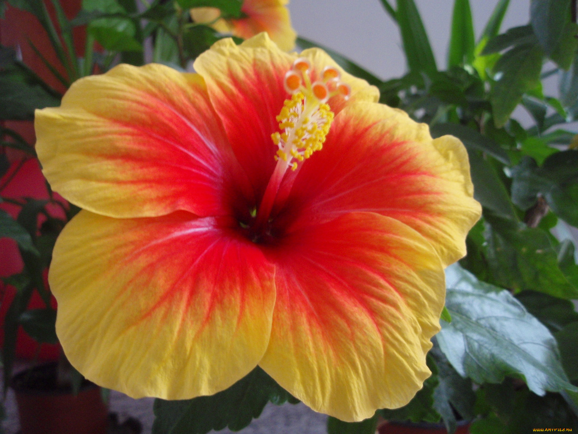 цветы, гибискусы, желто-красный