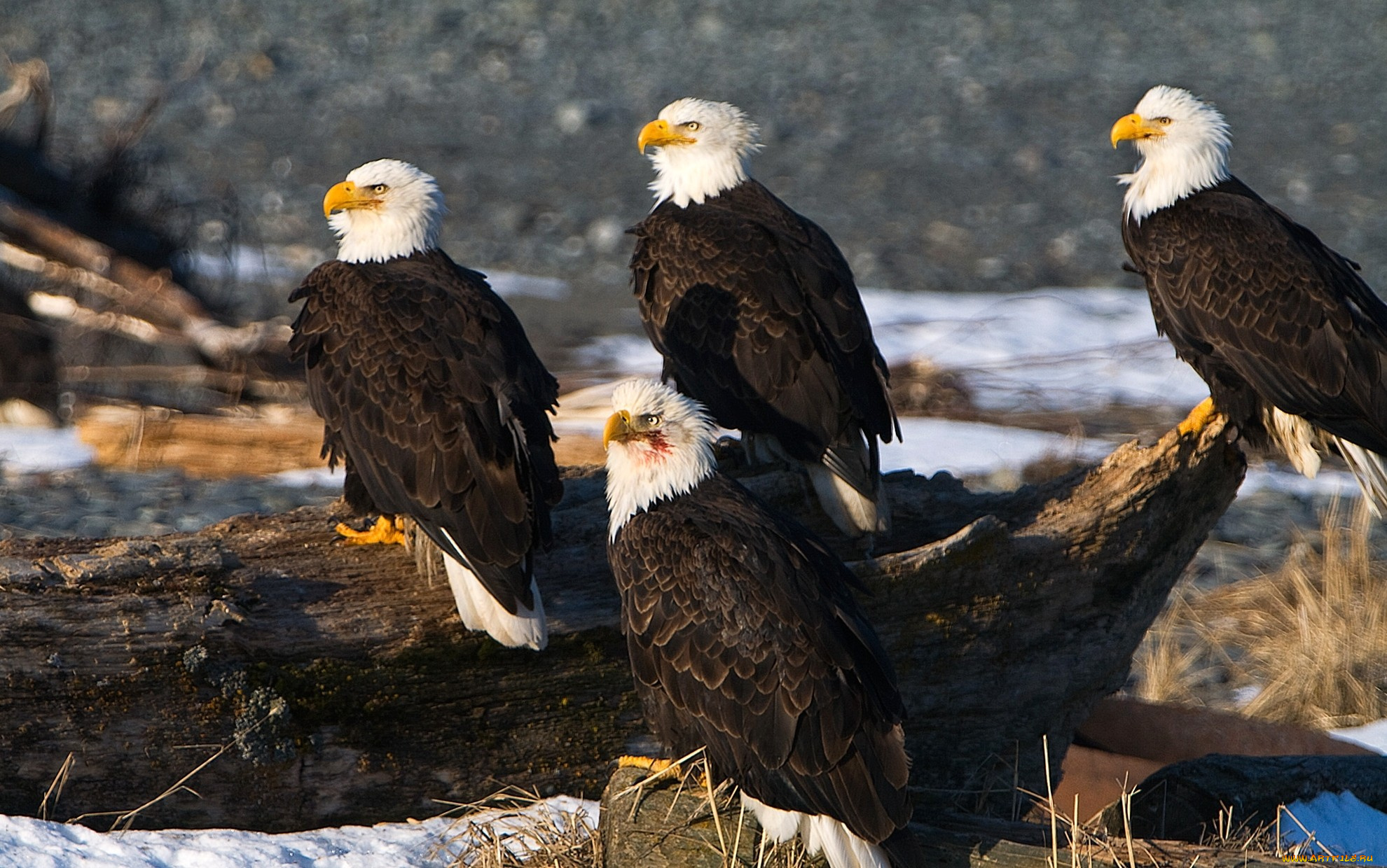 животные, птицы, хищники, орланы, клюв