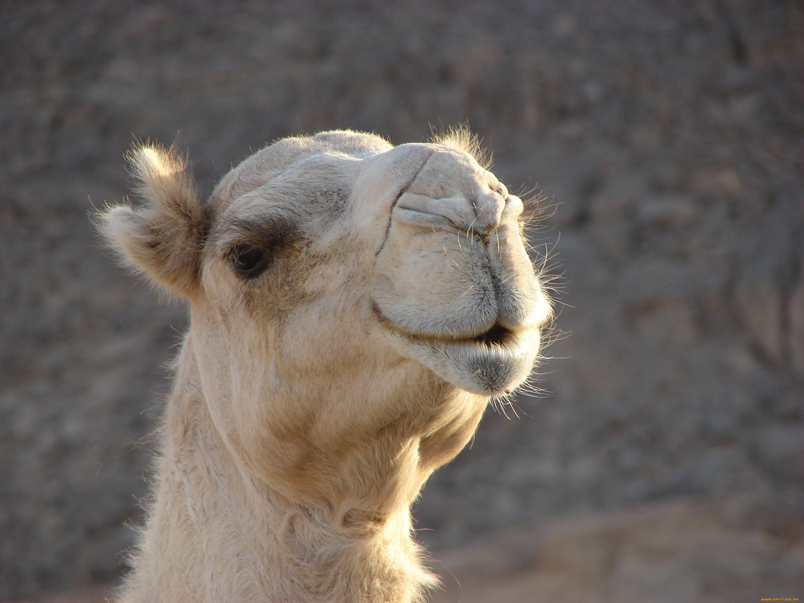 животные, верблюды, верблюд, голова