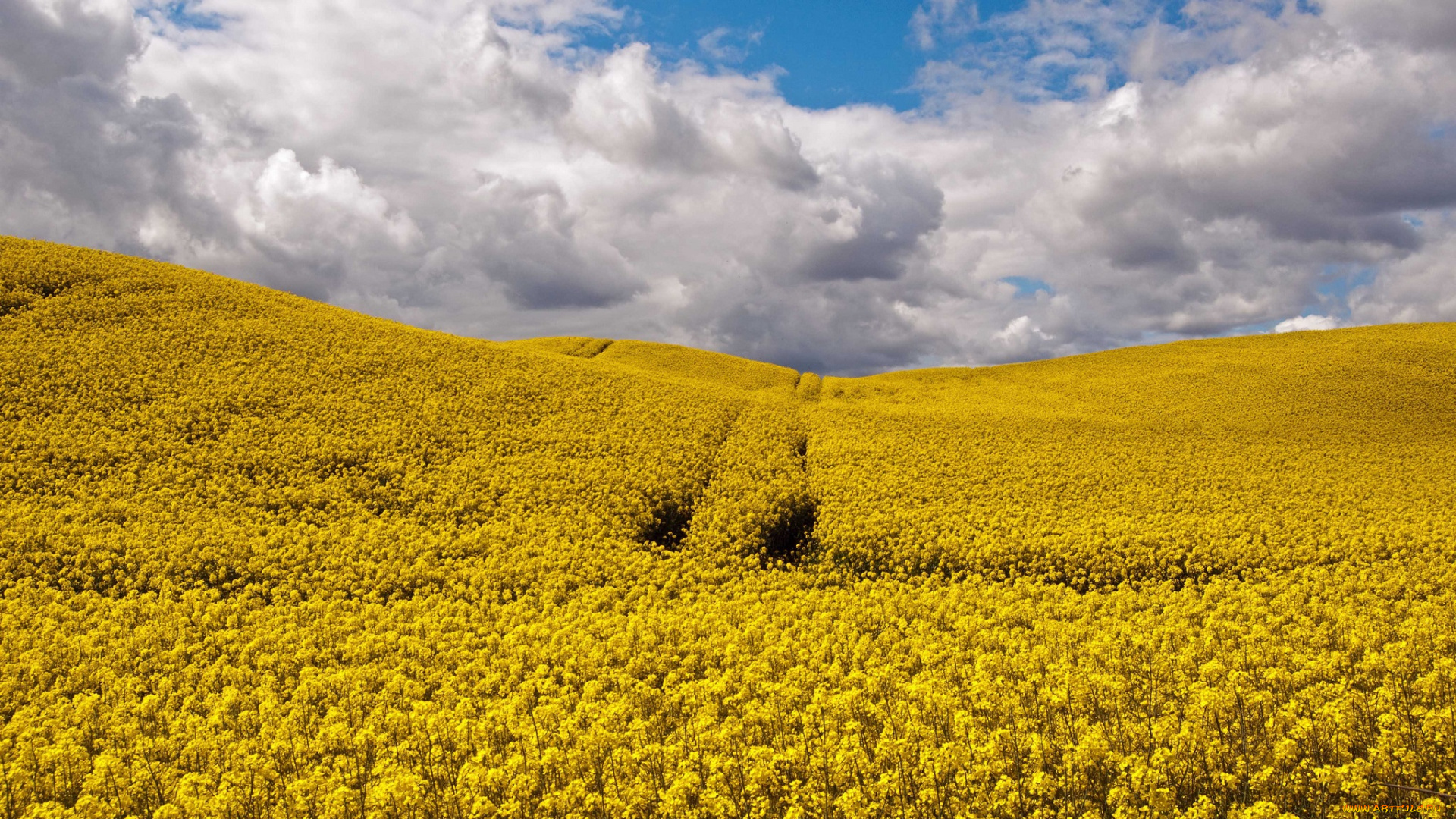 природа, поля, цветы, поле, облака, колея