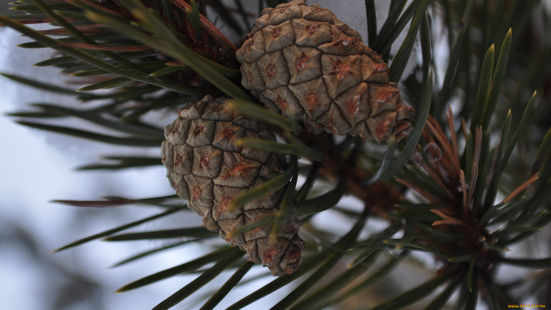 природа, шишки, , жёлуди, , каштаны, крупные