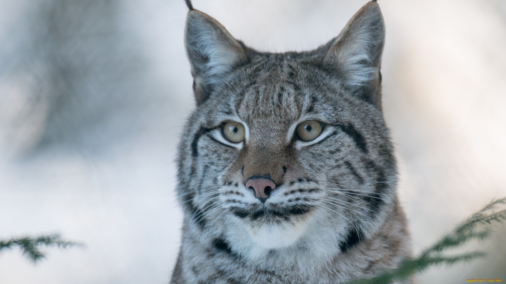 автор, , p, , meyer, животные, рыси, морда, кошка, зима, портрет