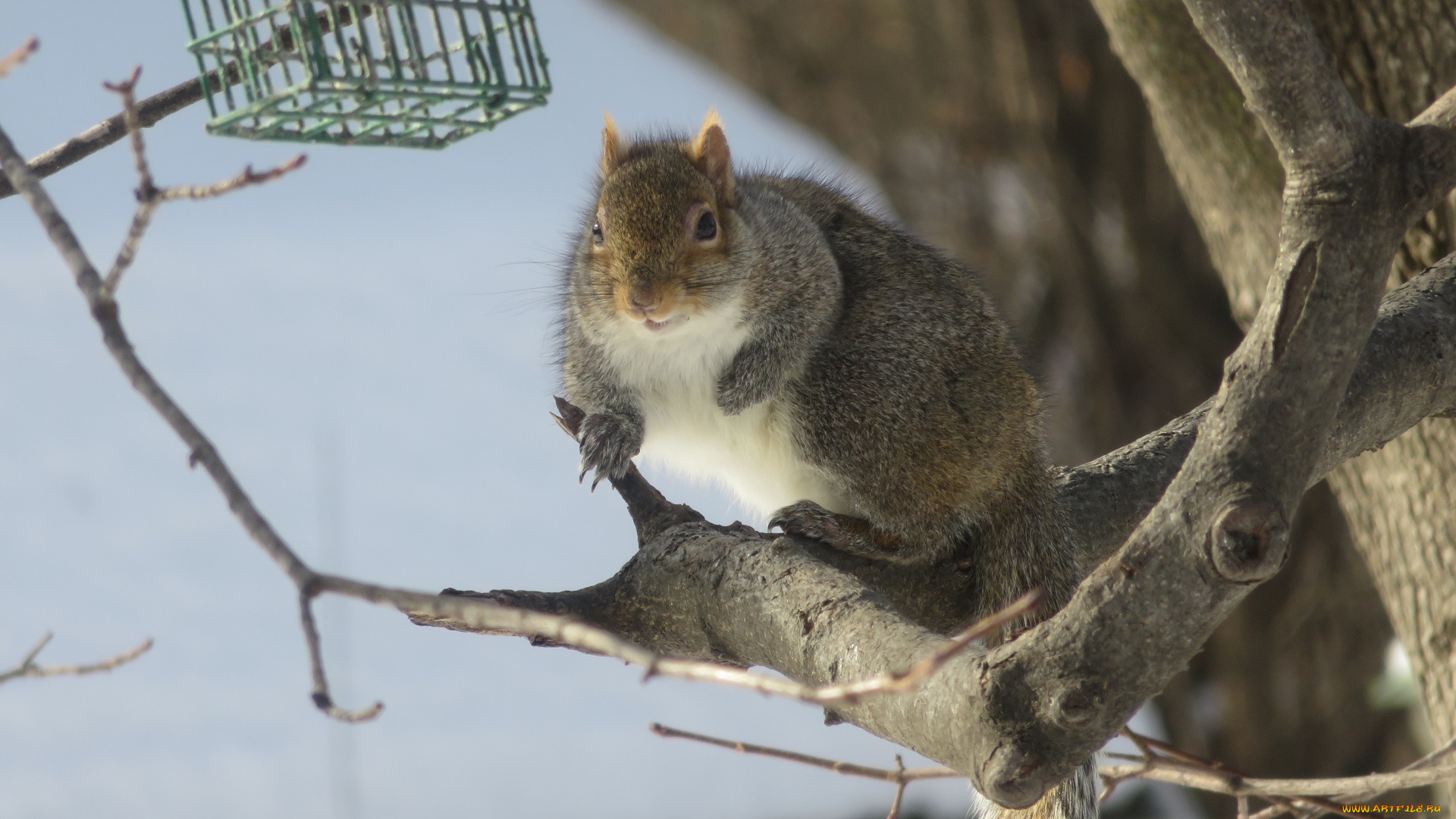 животные, белки, ветки, дерево, хвост, зверёк, грызун